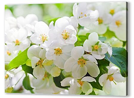 Картина маслом - Цветы вишни