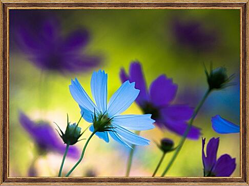 Картина - Голубые и фиолетовые цветы космеи