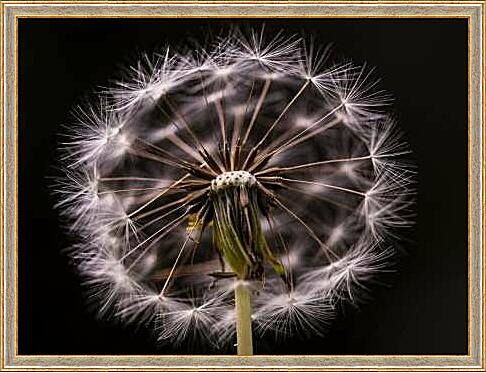 Картина - Пушистый одуванчик