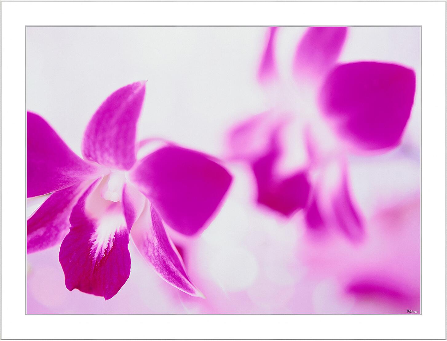 Картина - Розовые орхидеи
