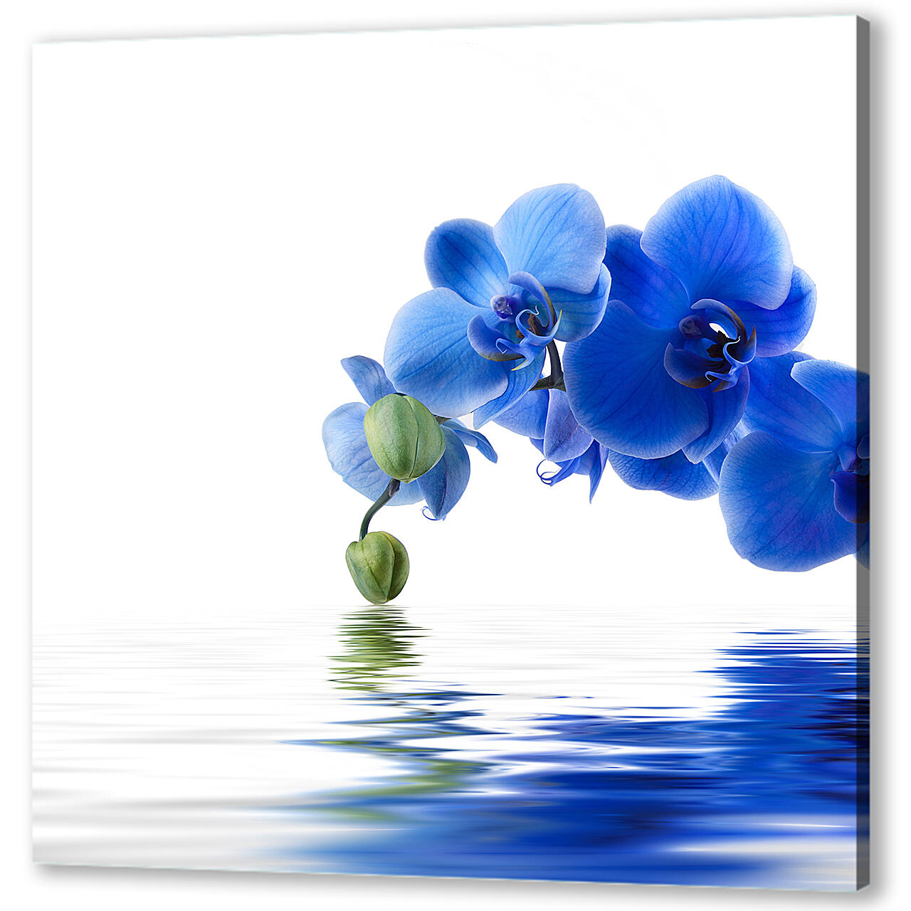 Картина маслом - Синяя орхидея
