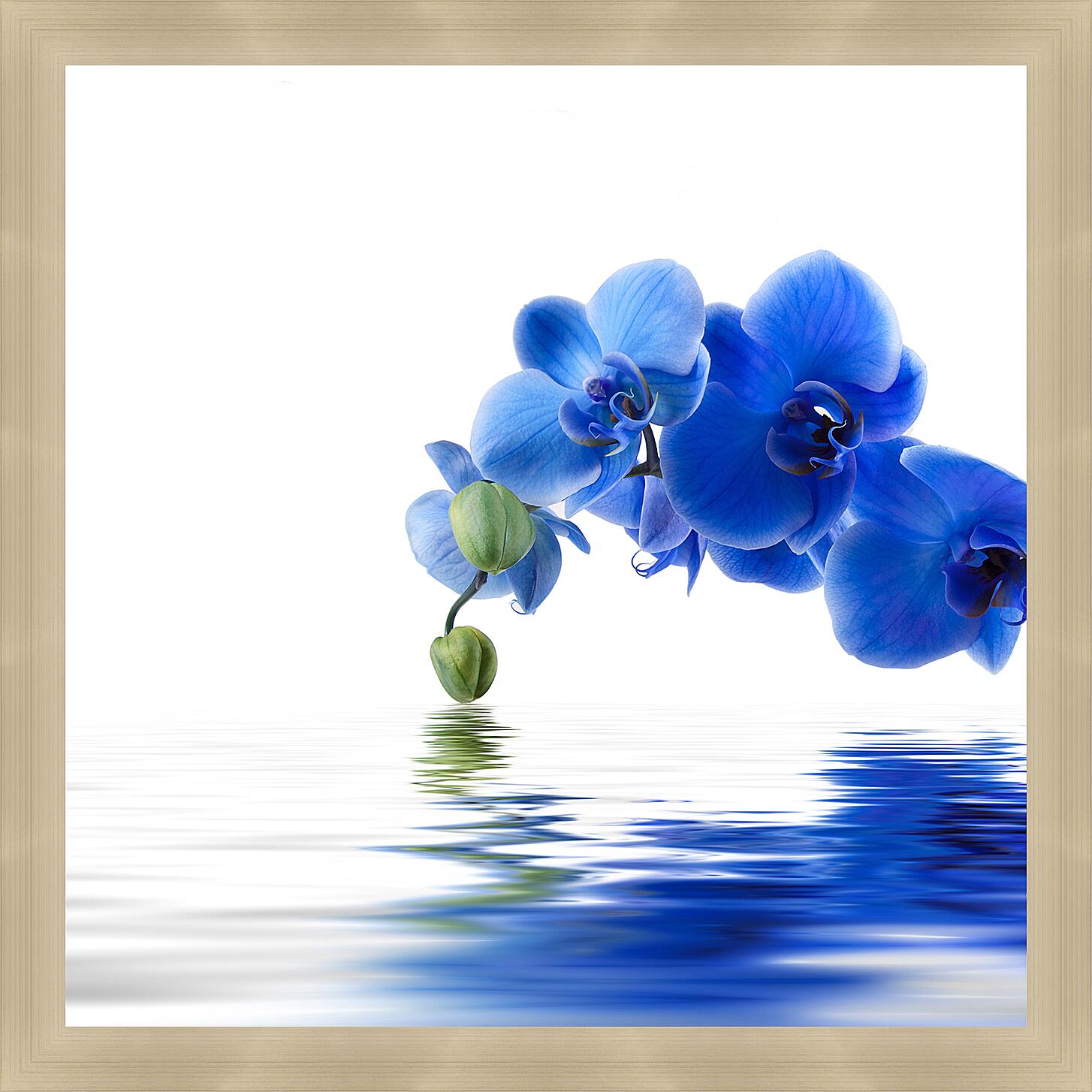 Картина - Синяя орхидея
