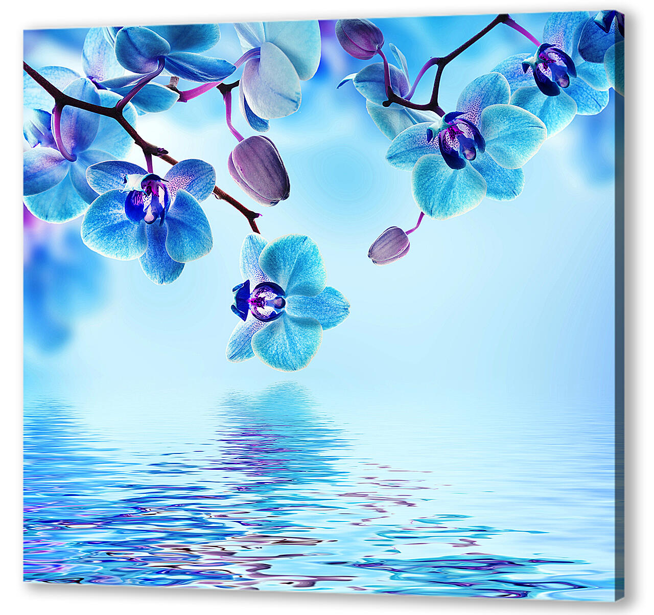 Постер (плакат) - Голубая орхидея над водой
