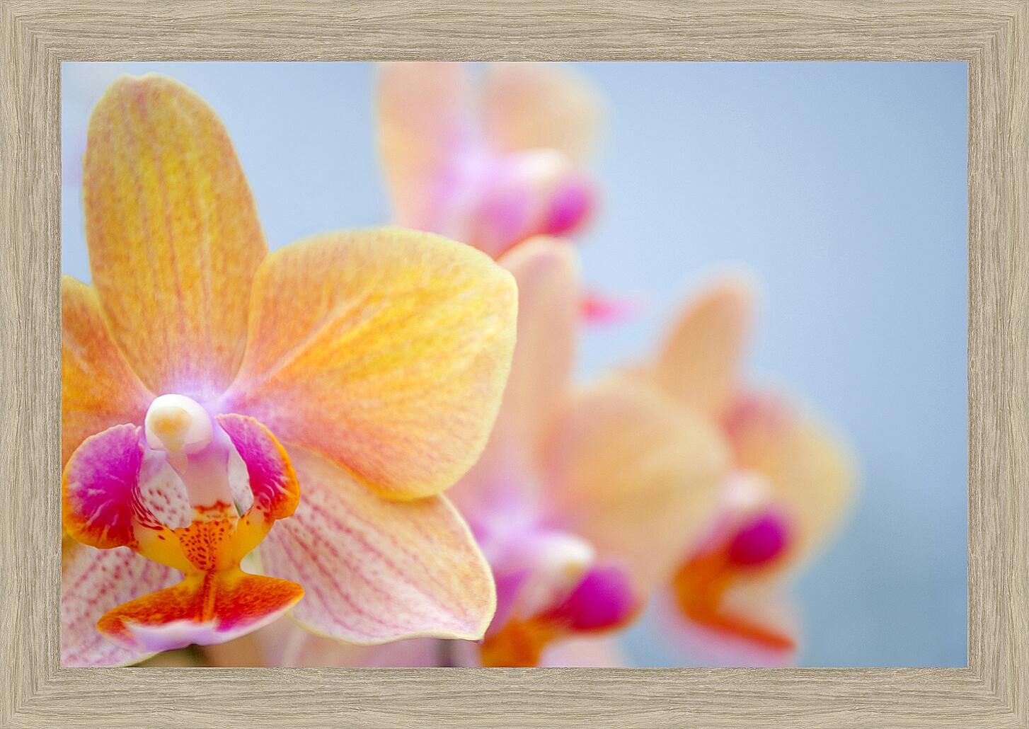 Картина - Желтая орхидея
