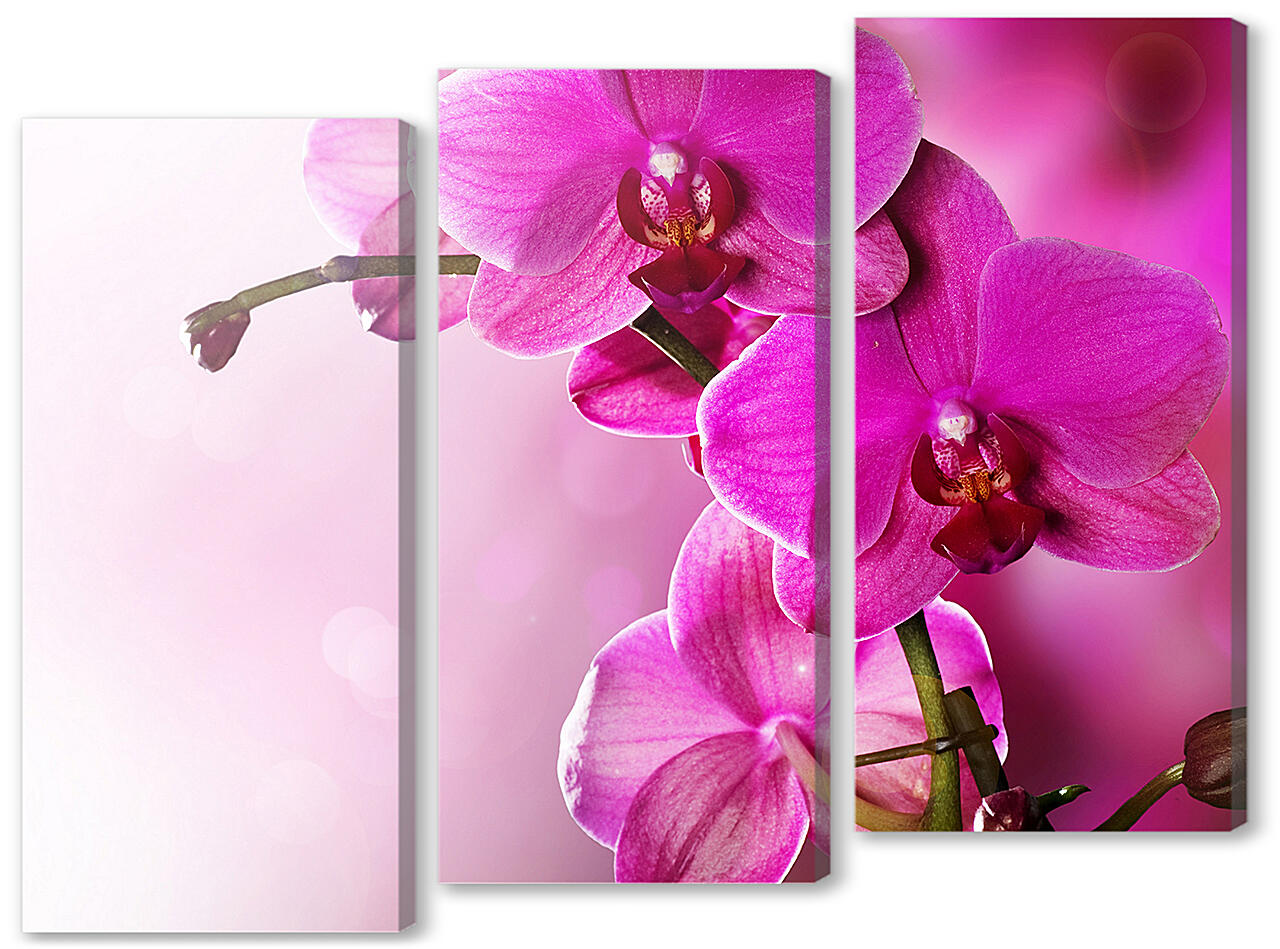 Модульная картина - Розовая орхидея
