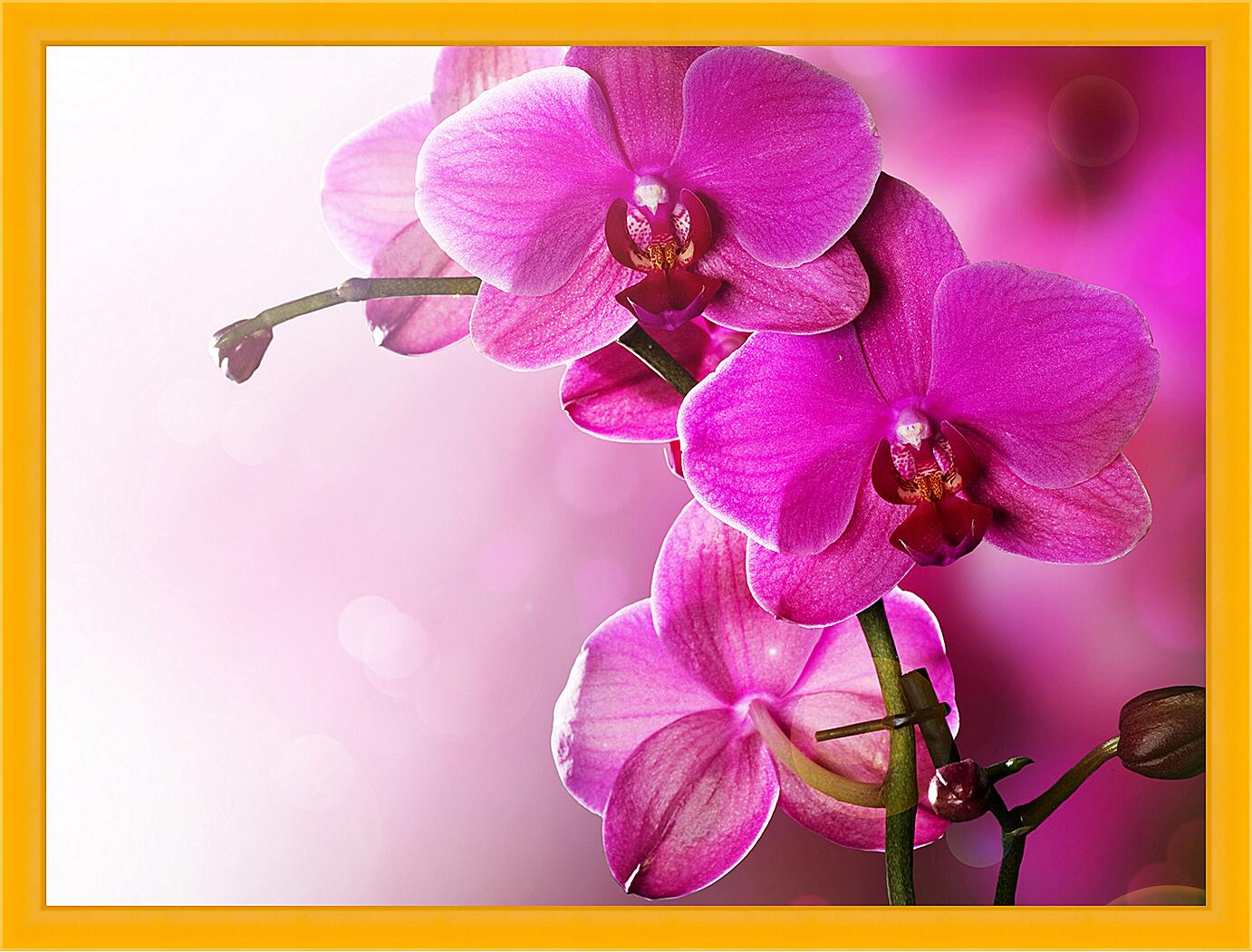 Картина - Розовая орхидея
