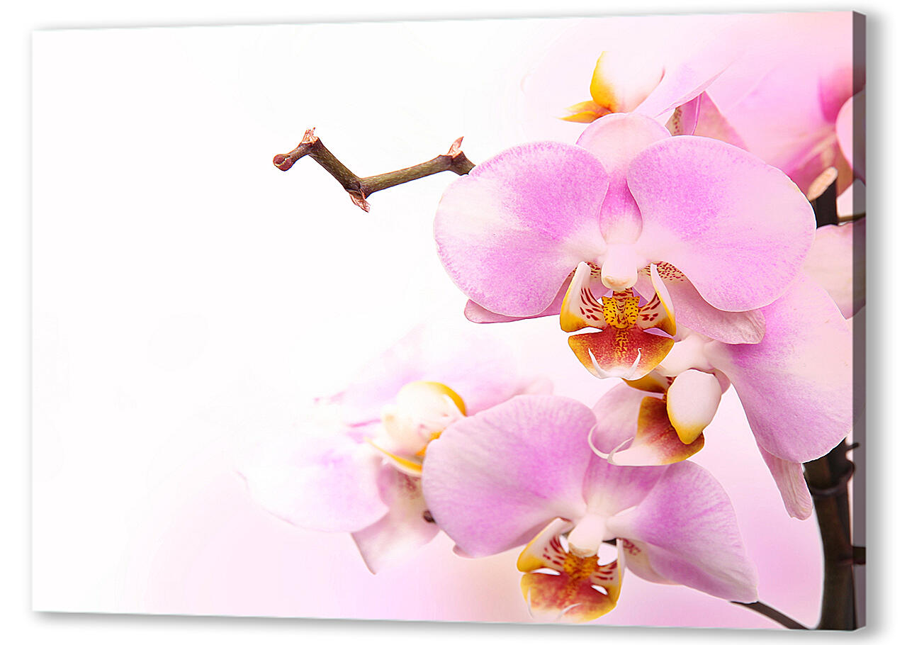 Постер (плакат) - Нежная орхидея
