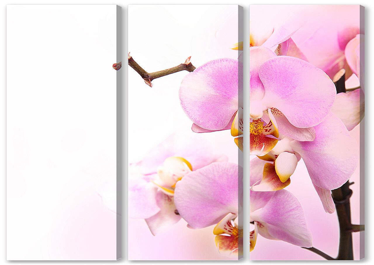 Модульная картина - Нежная орхидея
