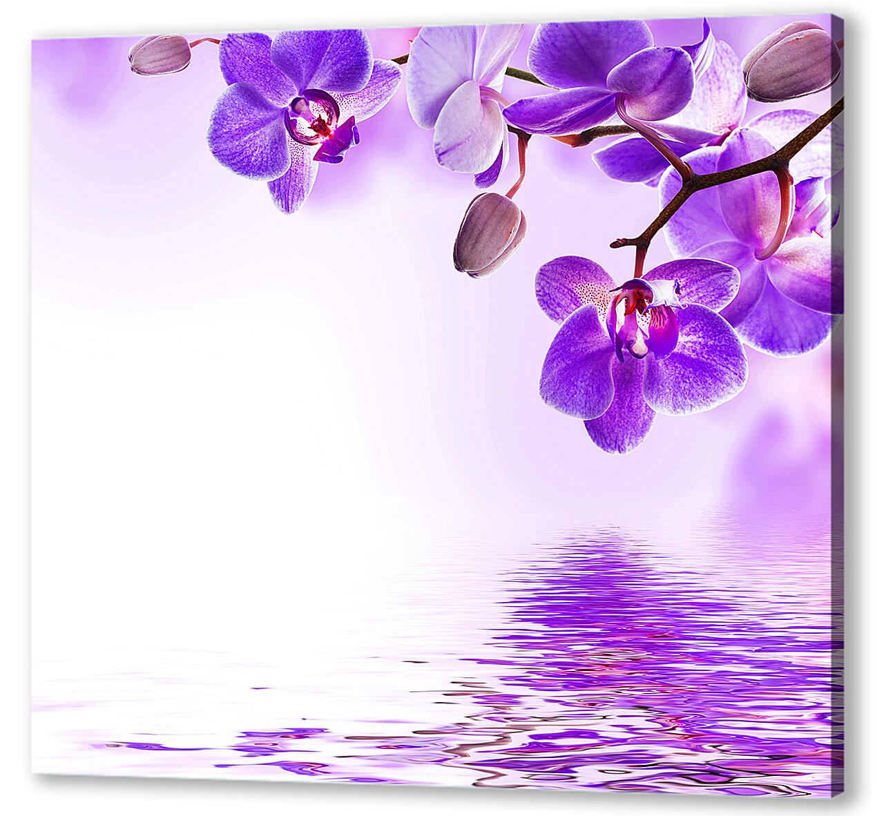 Постер (плакат) - Фиолетовые орхидеи
