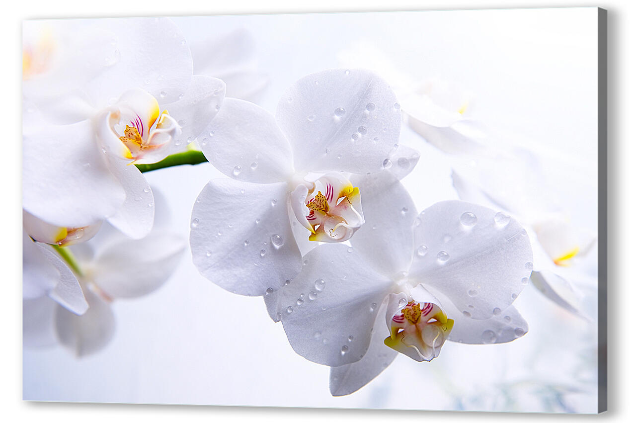 Постер (плакат) - Белые орхидеи с каплями росы
