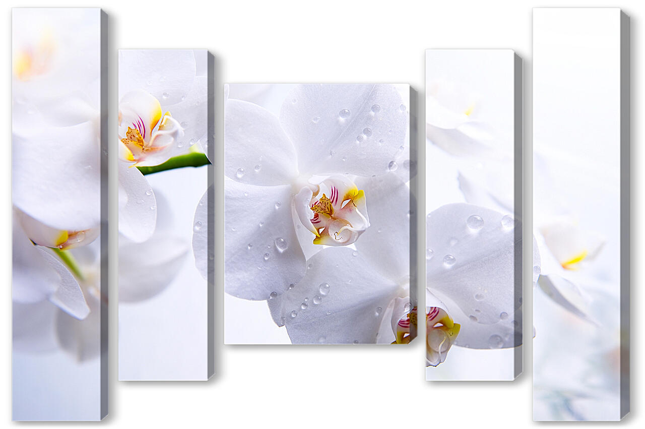 Модульная картина - Белые орхидеи с каплями росы
