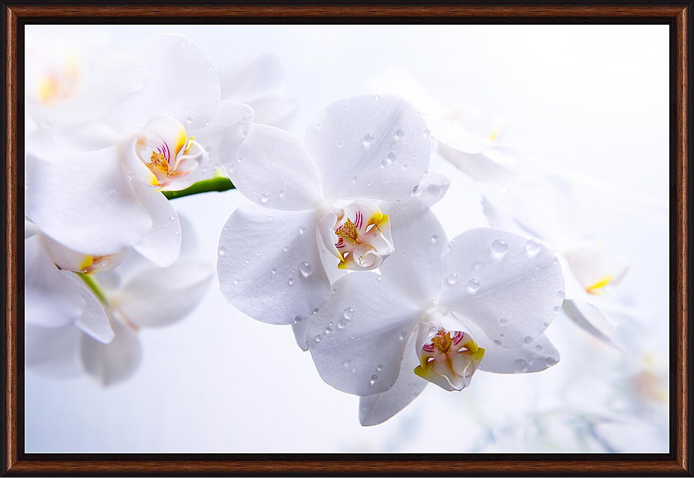 Картина - Белые орхидеи с каплями росы

