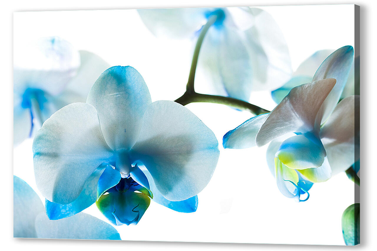 Постер (плакат) - Бело-голубые орхидеи

