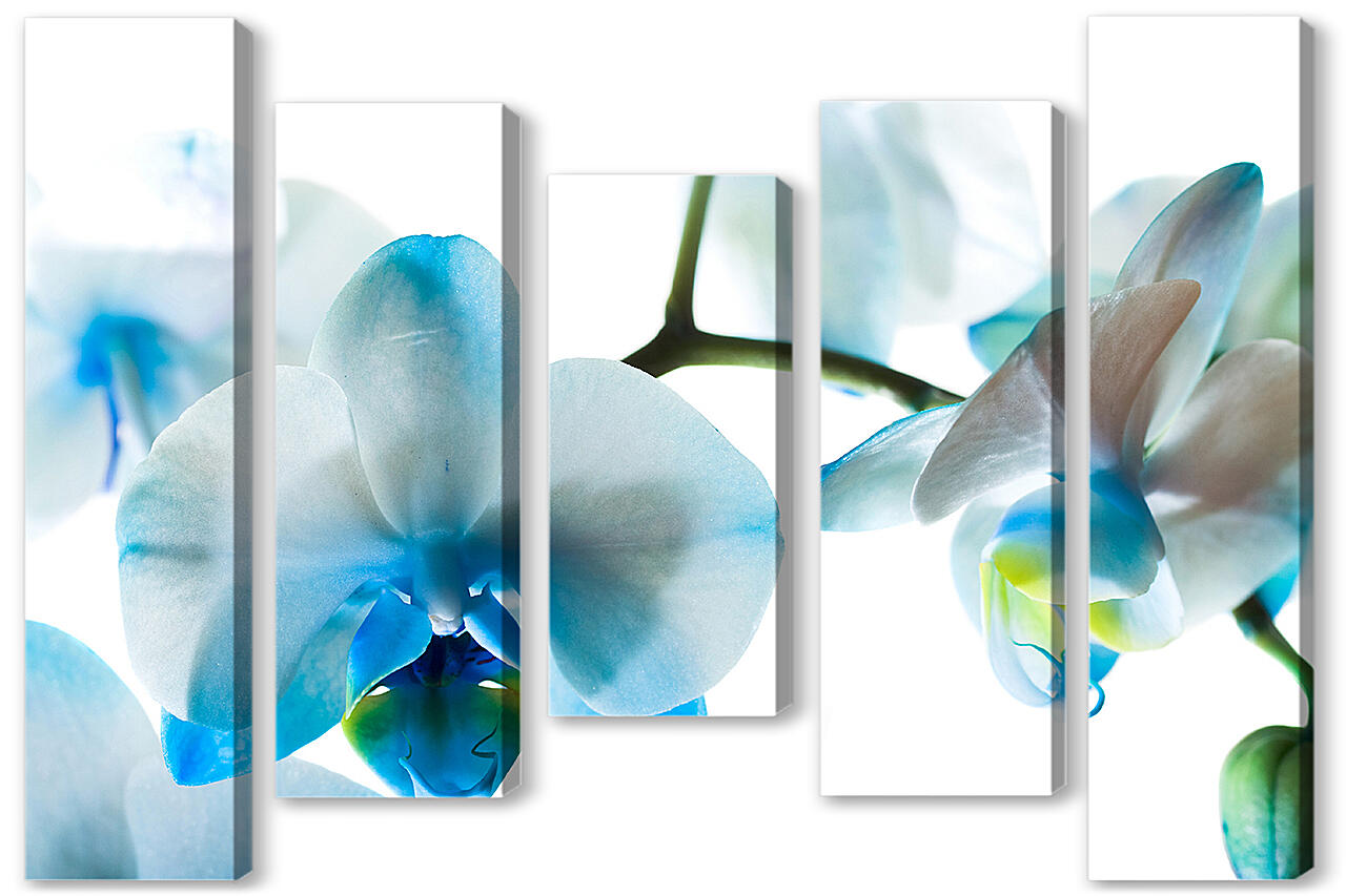 Модульная картина - Бело-голубые орхидеи
