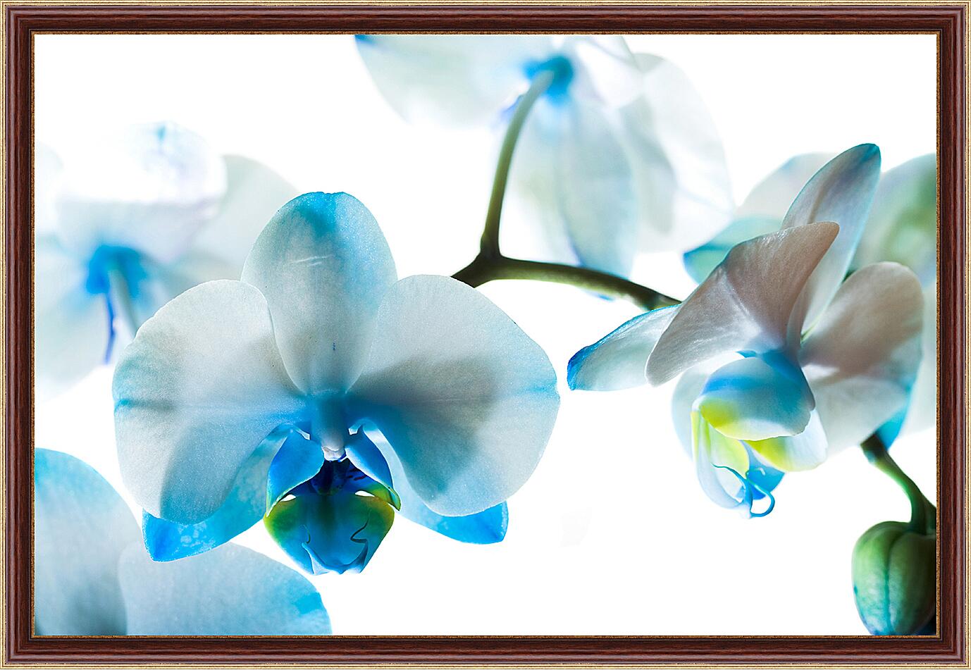 Картина - Бело-голубые орхидеи
