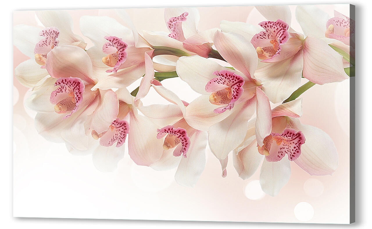 Постер (плакат) - Белые орхидеи

