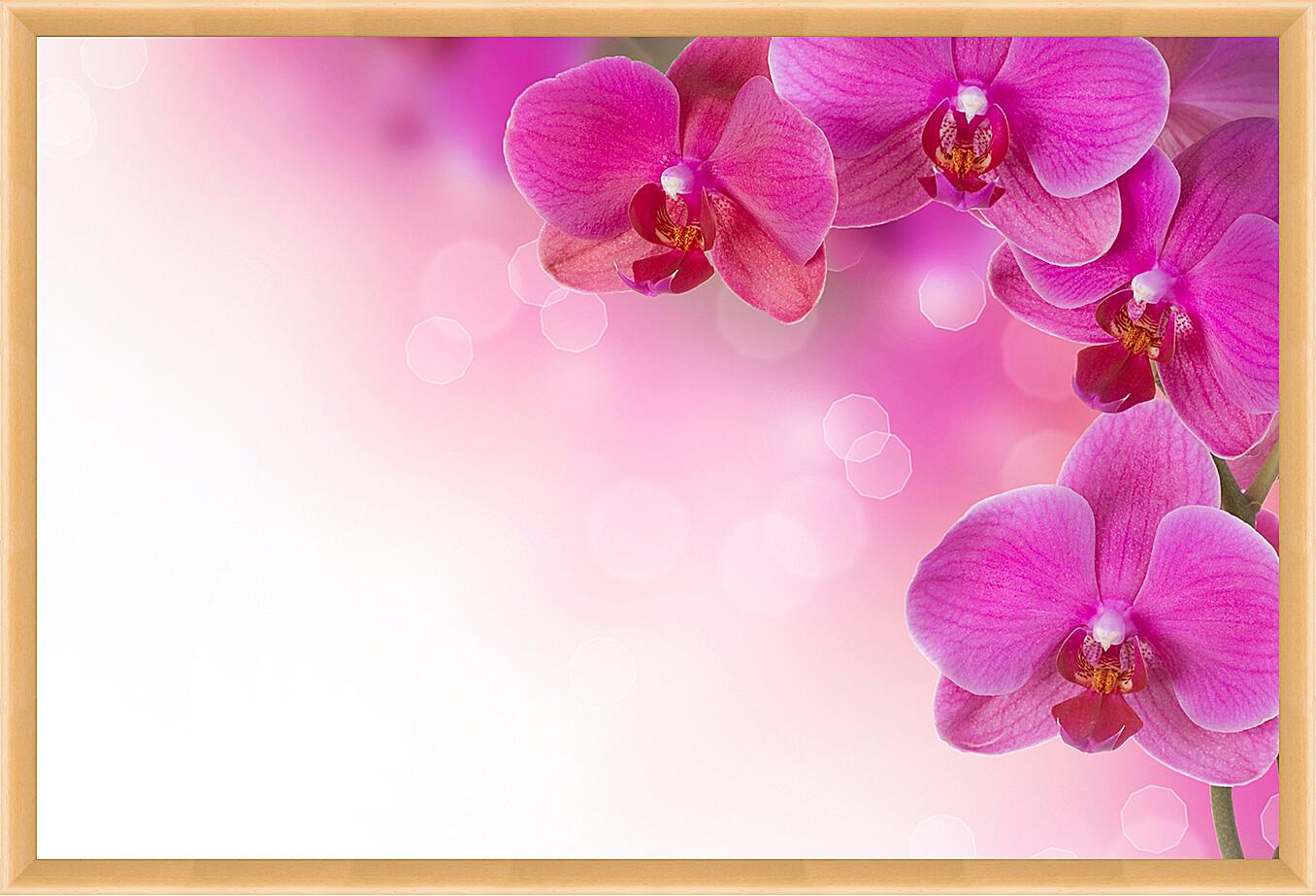 Картина - Розовые орхидеи
