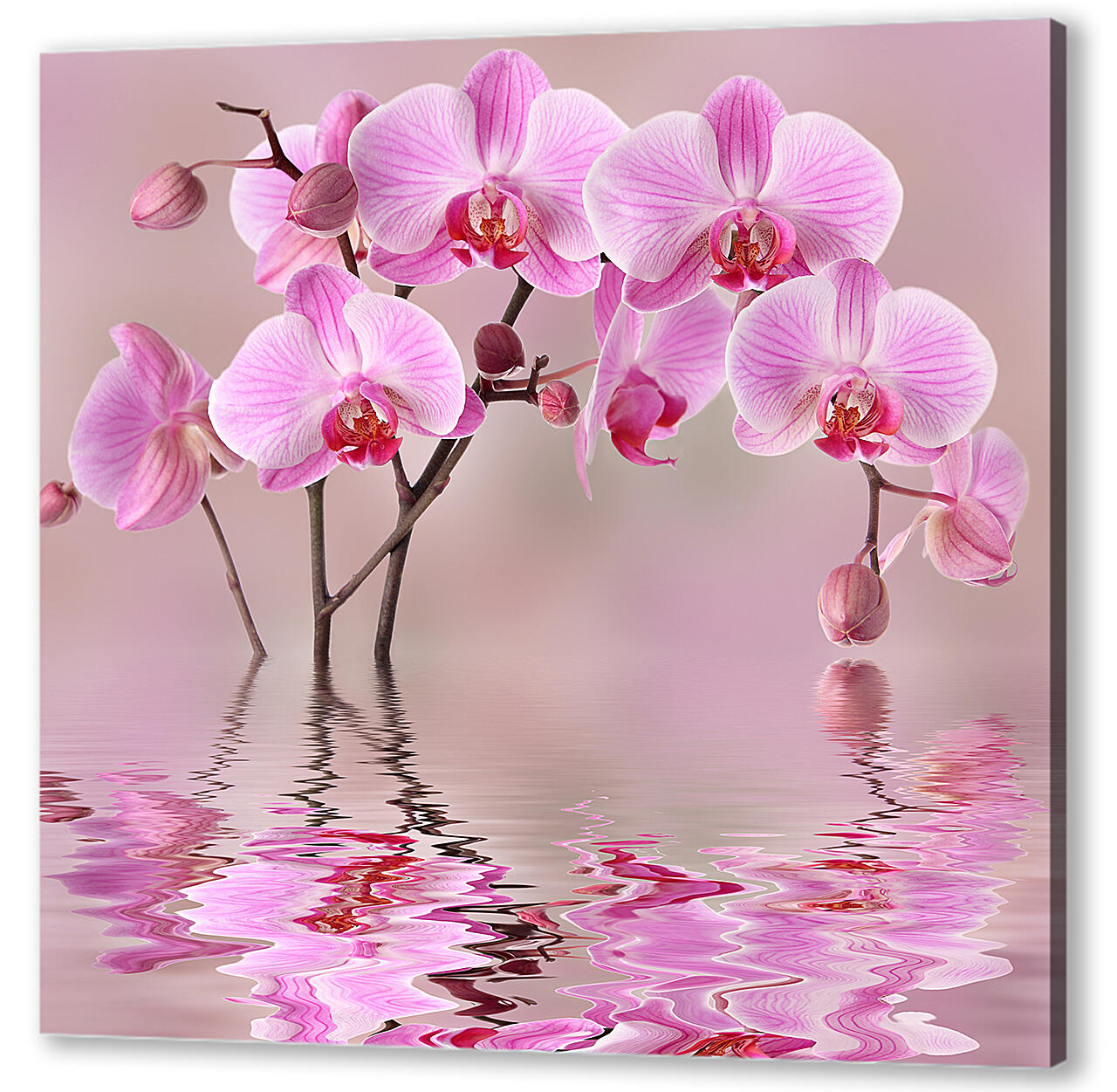 Орхидеи над водой
