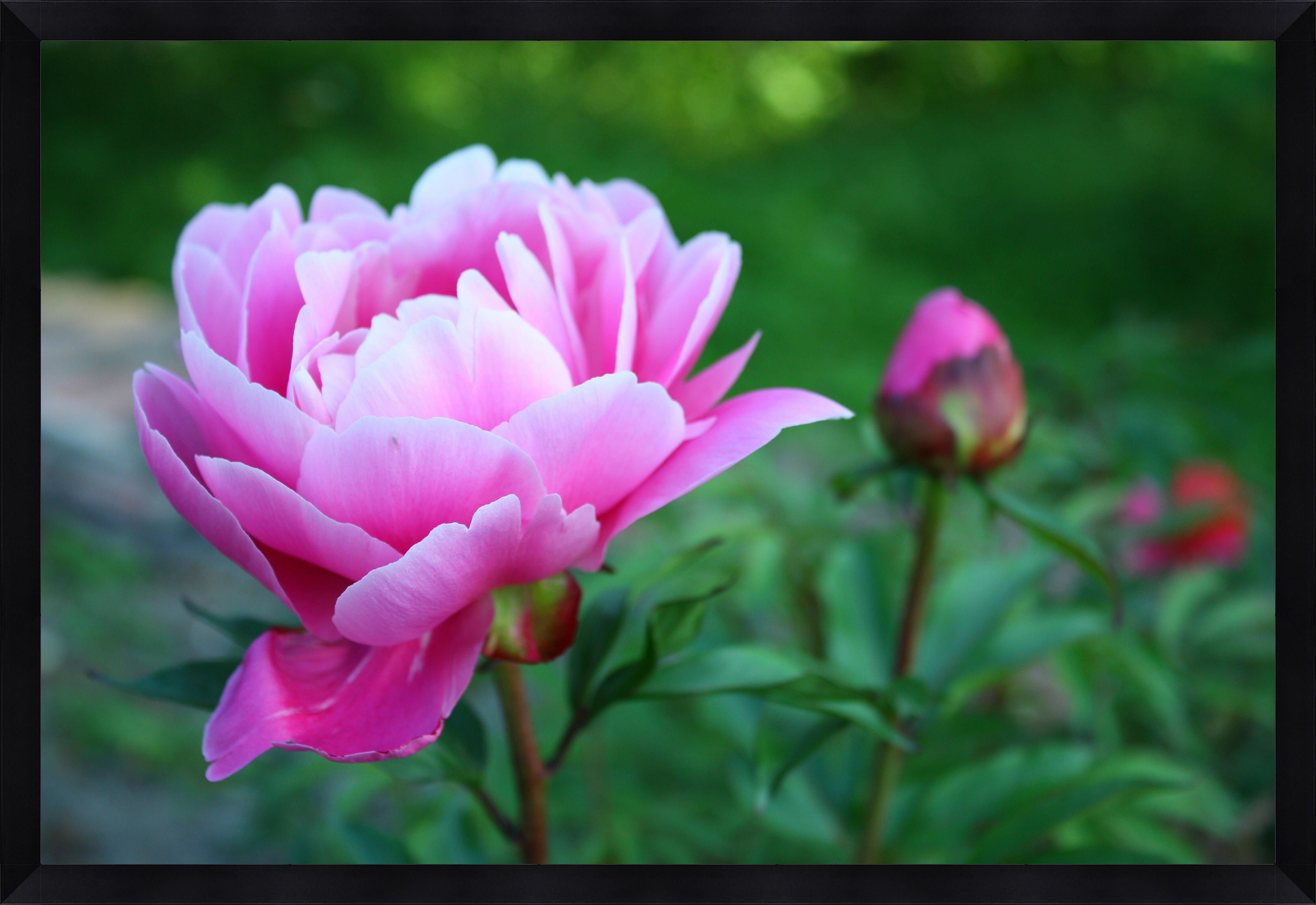 Фото красивых цветов хорошее качество. Пион хонор. Paeonia (пион) Sweet Sixteen. Королевский пион цветок. Пион розовый Лотос.