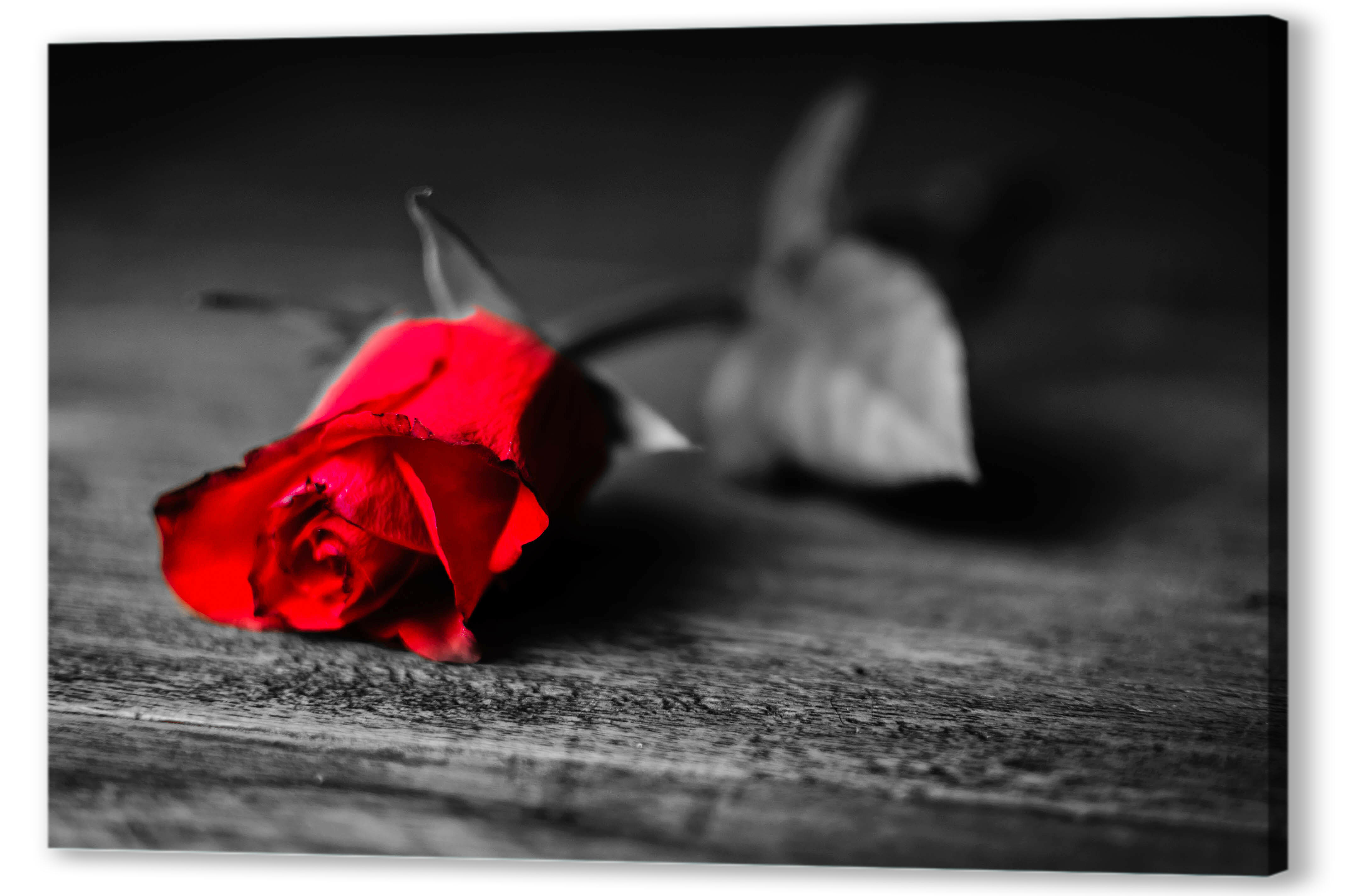 Постер (плакат) - Красная роза 
