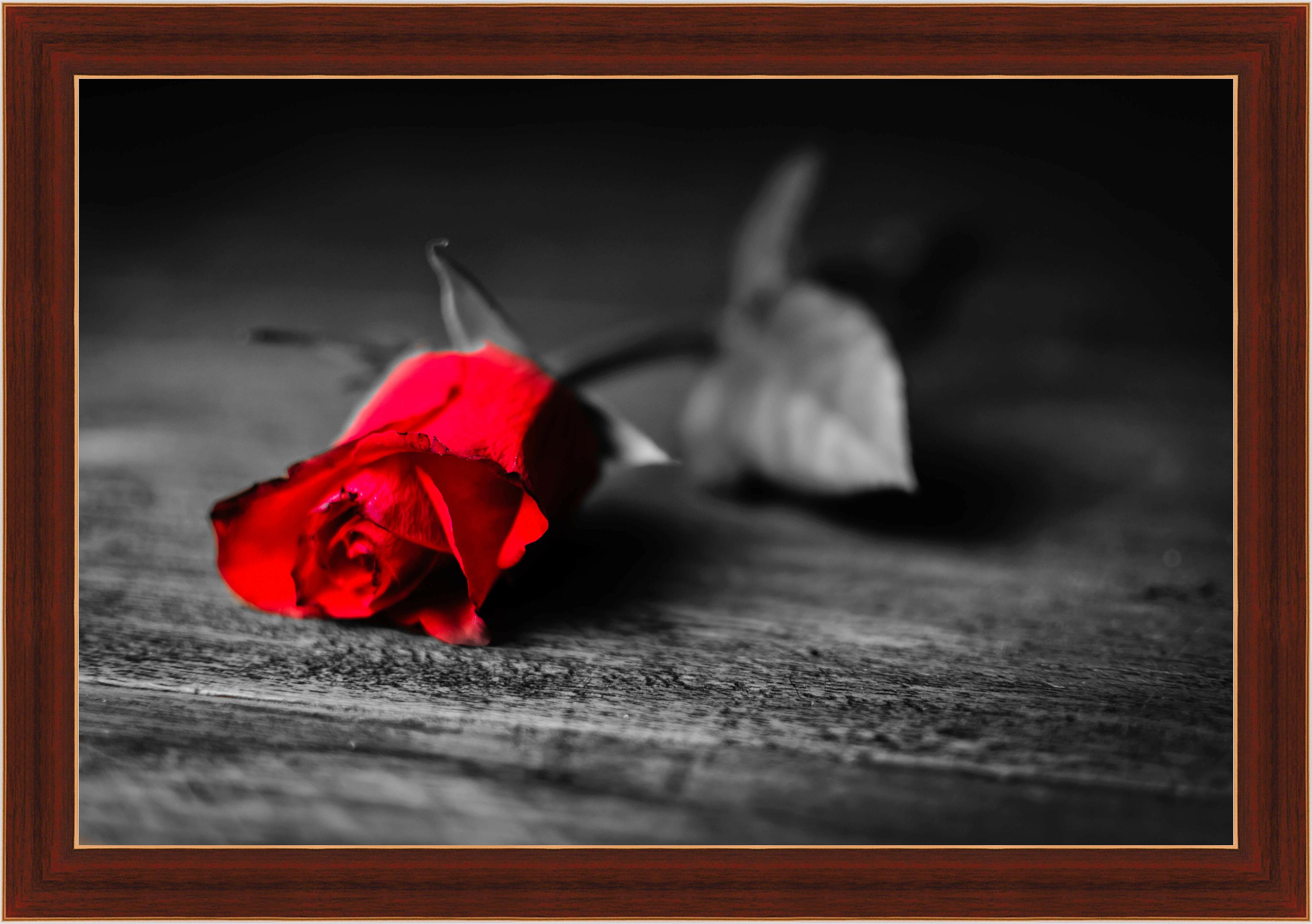 Картина - Красная роза 
