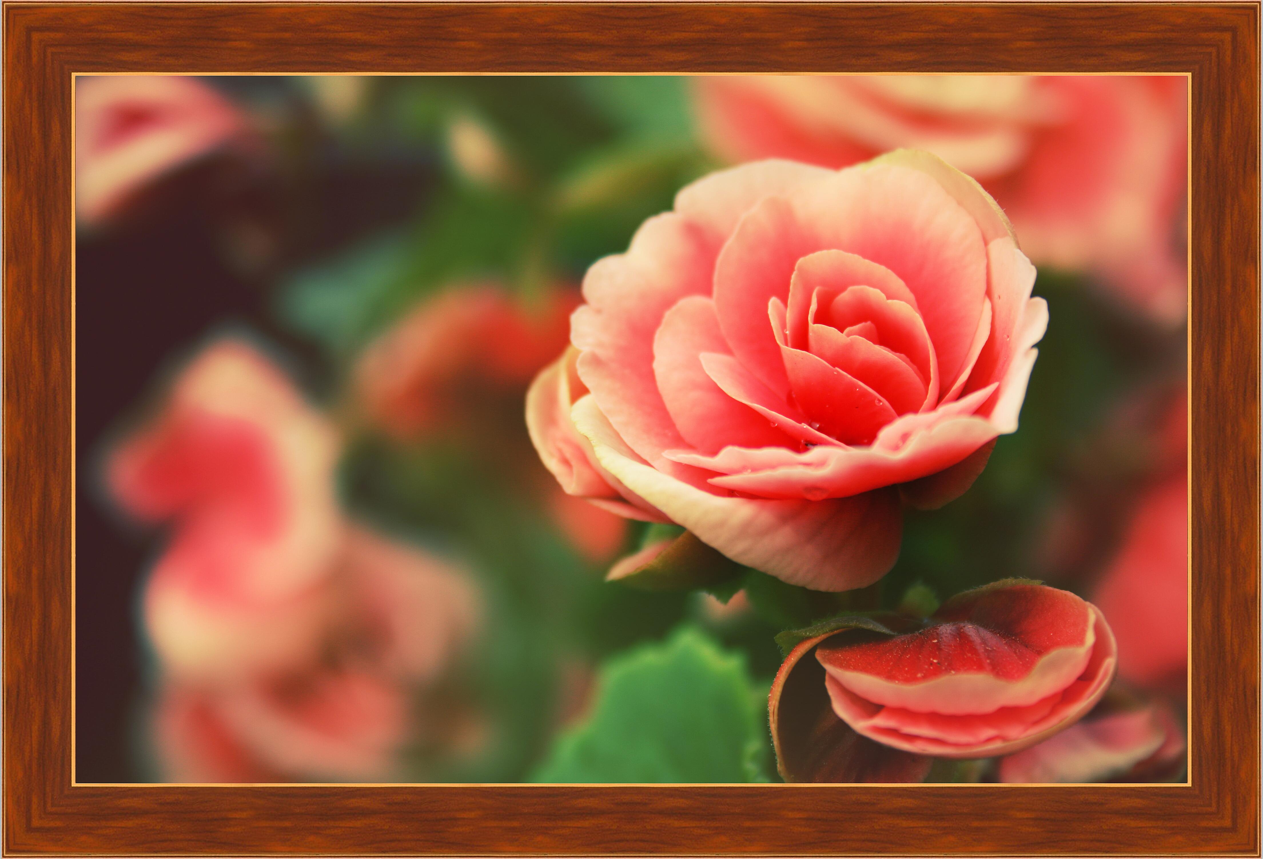 Картина - Роза 
