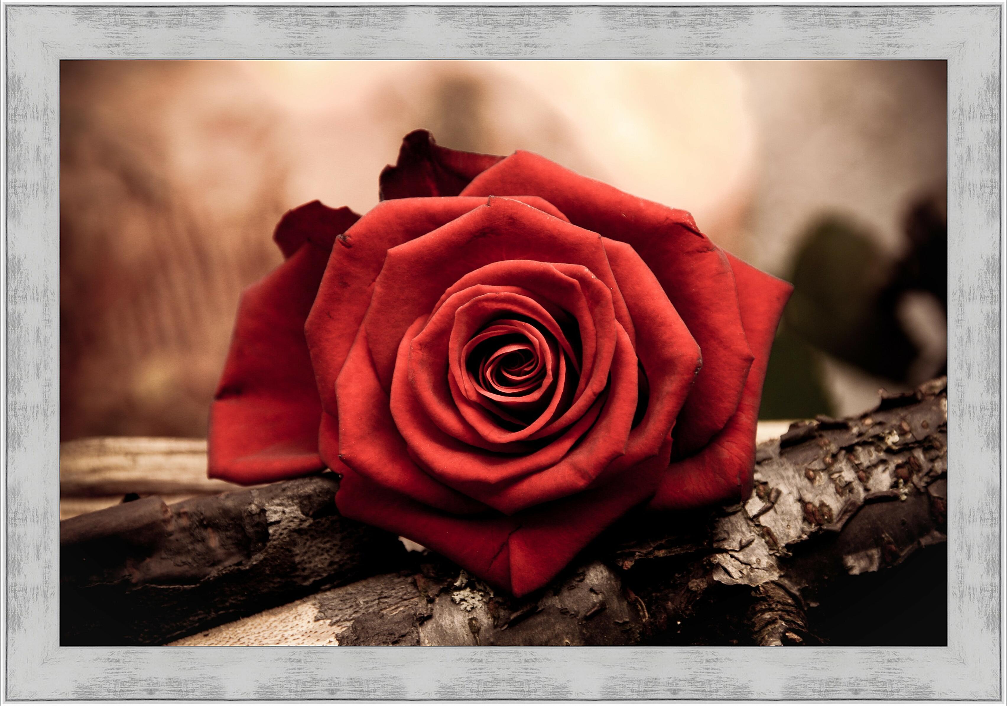 Картина - Роза на дереве 
