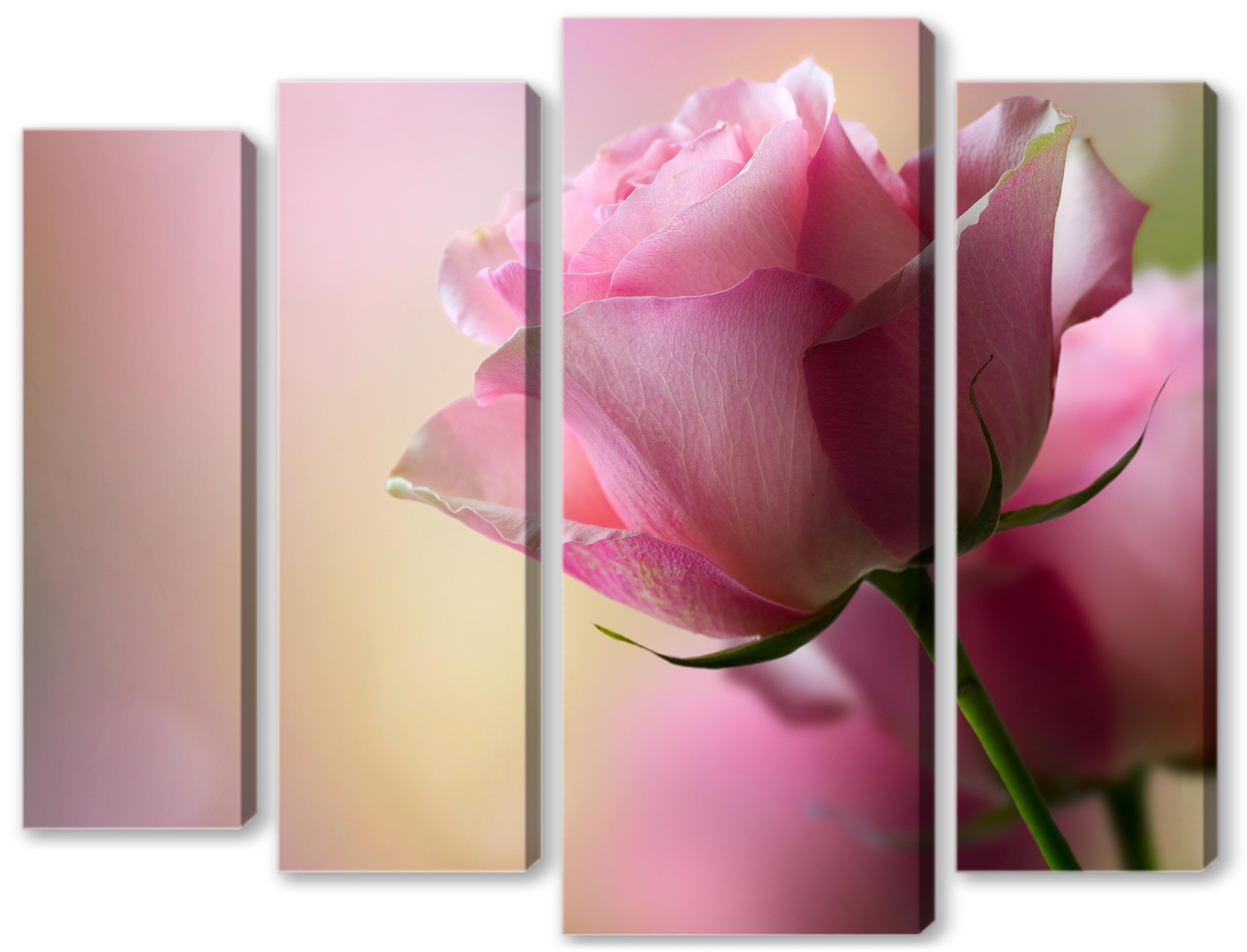 Модульная картина - Розовая роза 
