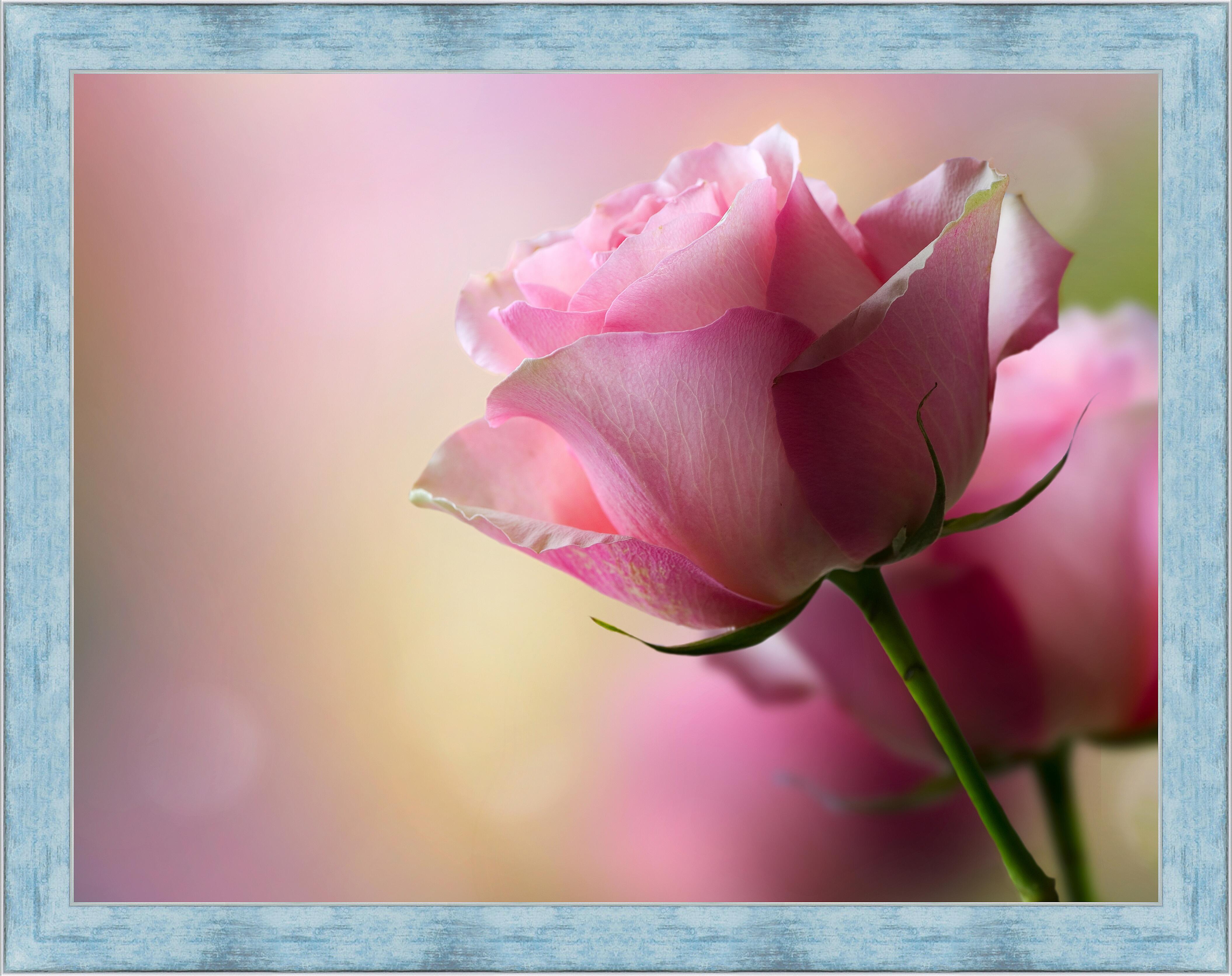 Картина - Розовая роза 
