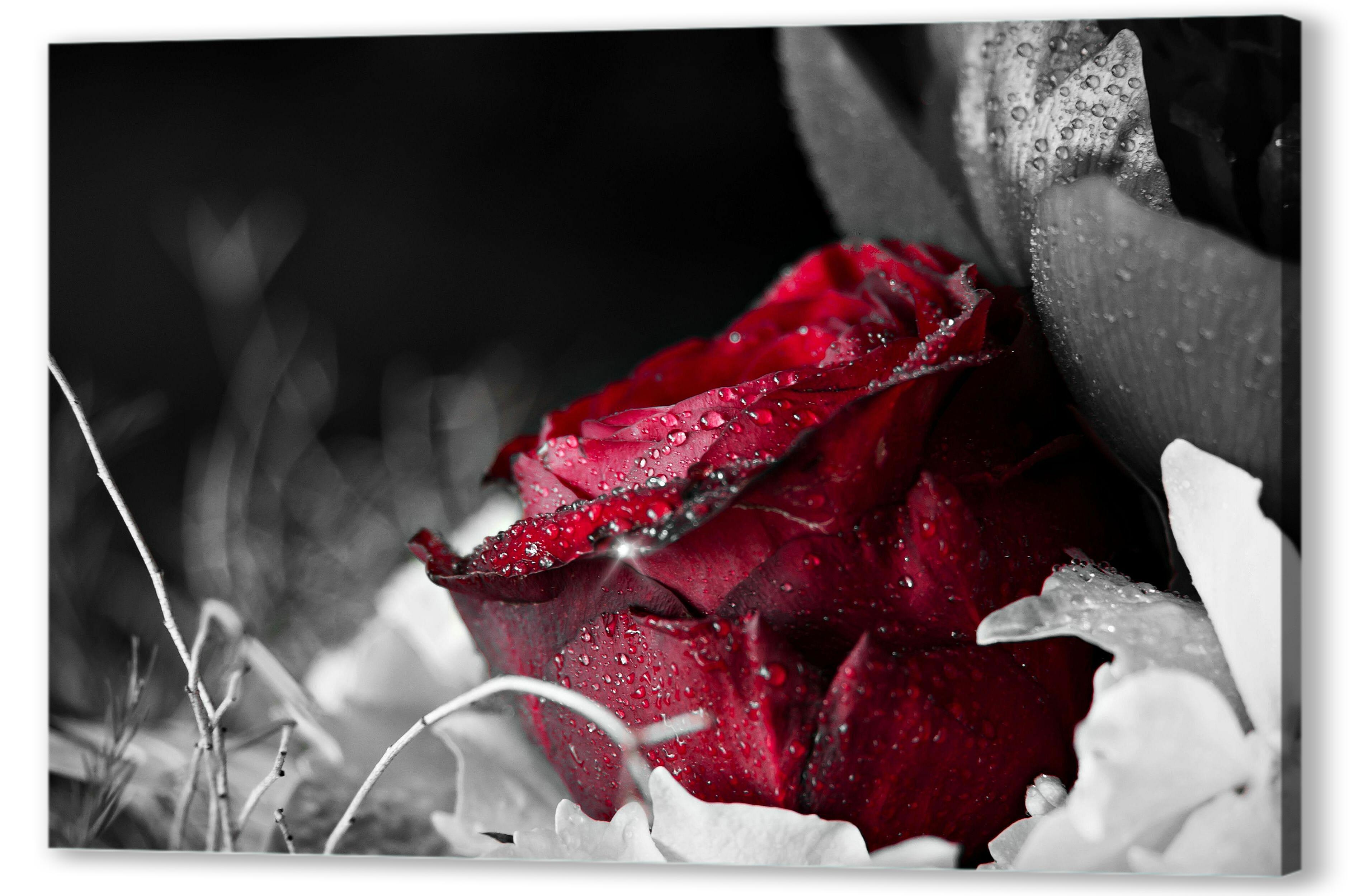 Постер (плакат) - Красная роза в росе 
