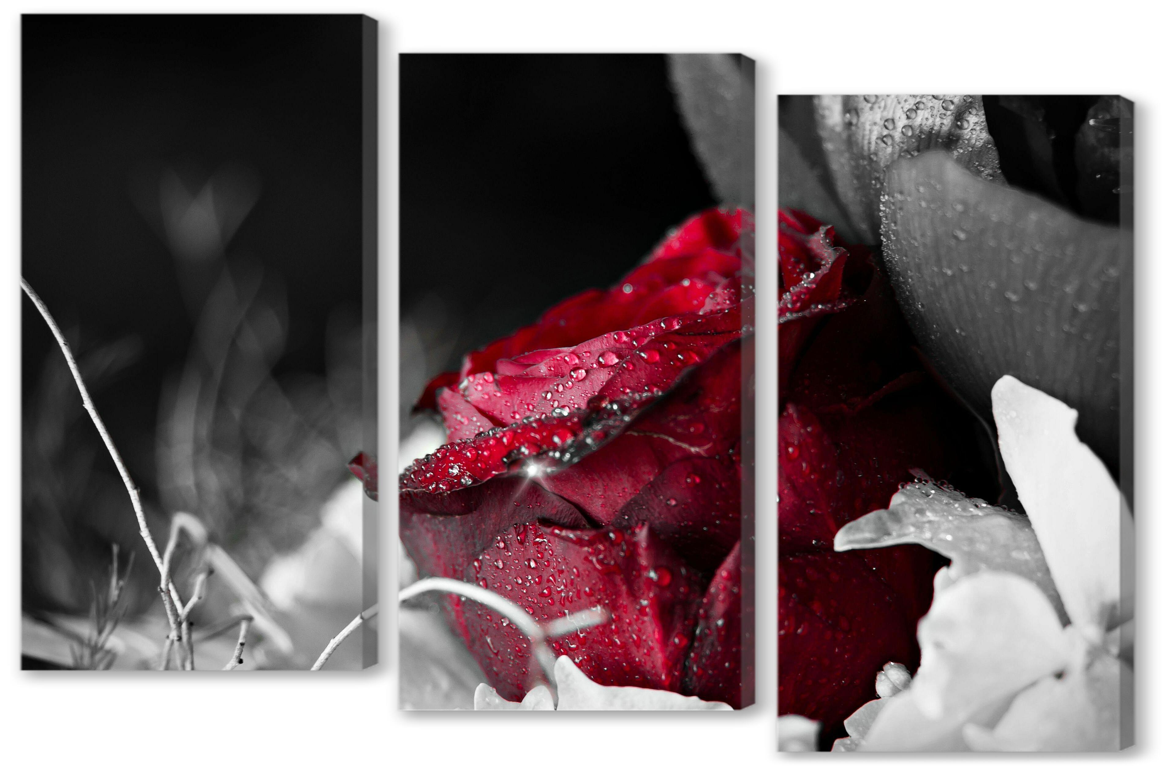 Модульная картина - Красная роза в росе 
