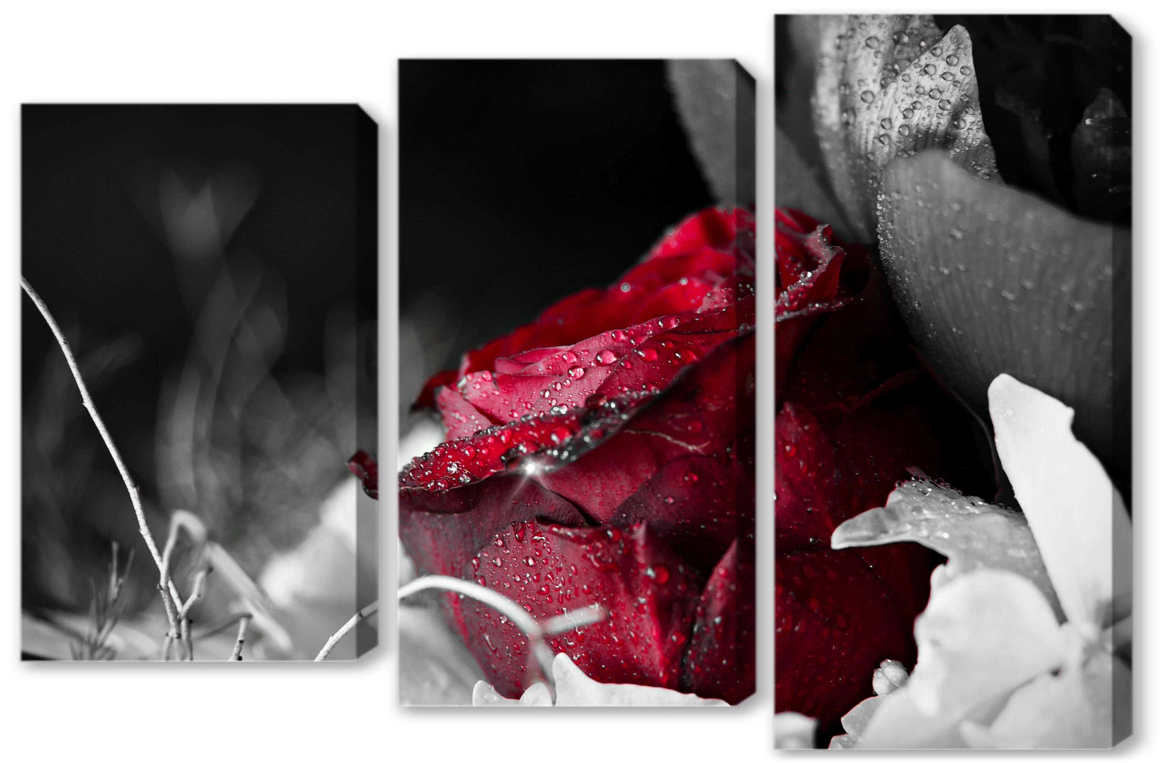 Модульная картина - Красная роза в росе 
