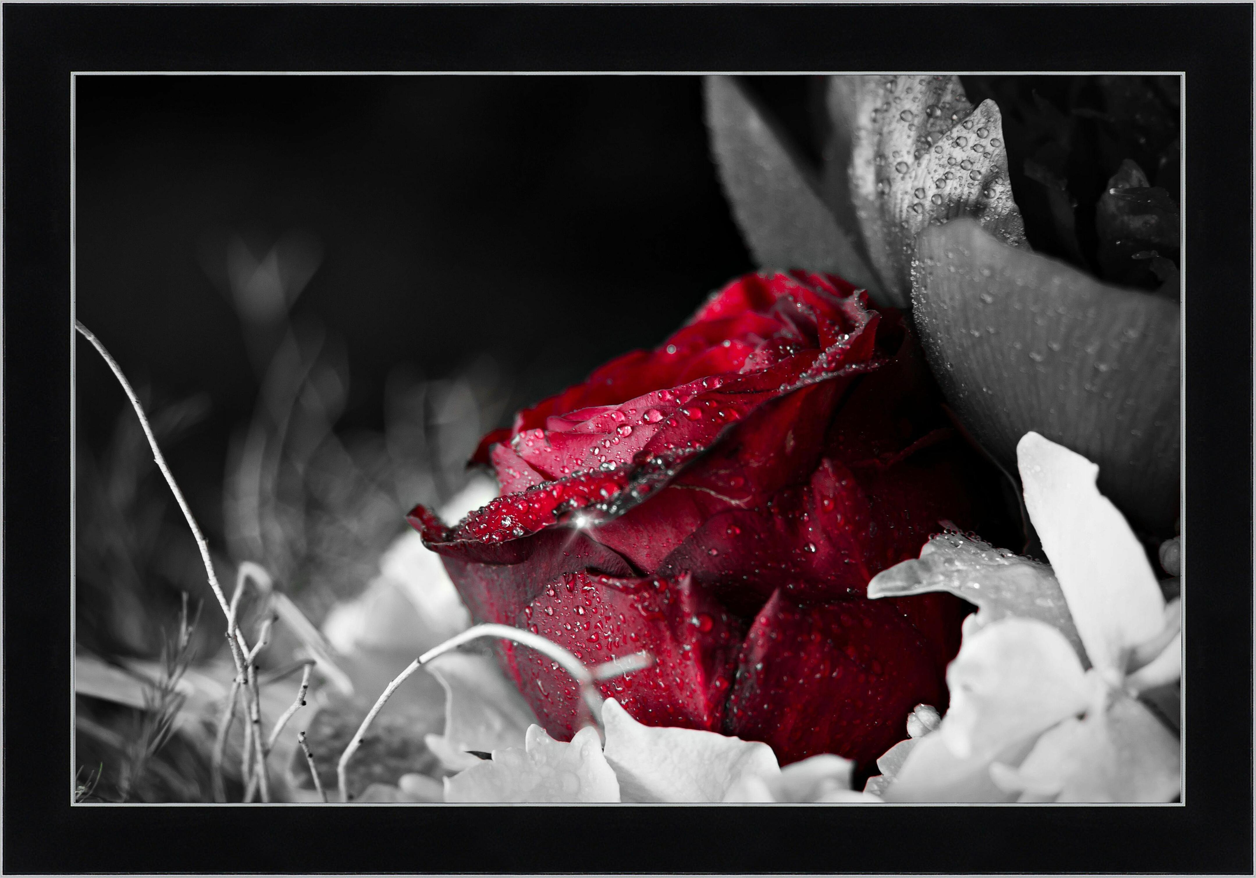 Картина - Красная роза в росе 
