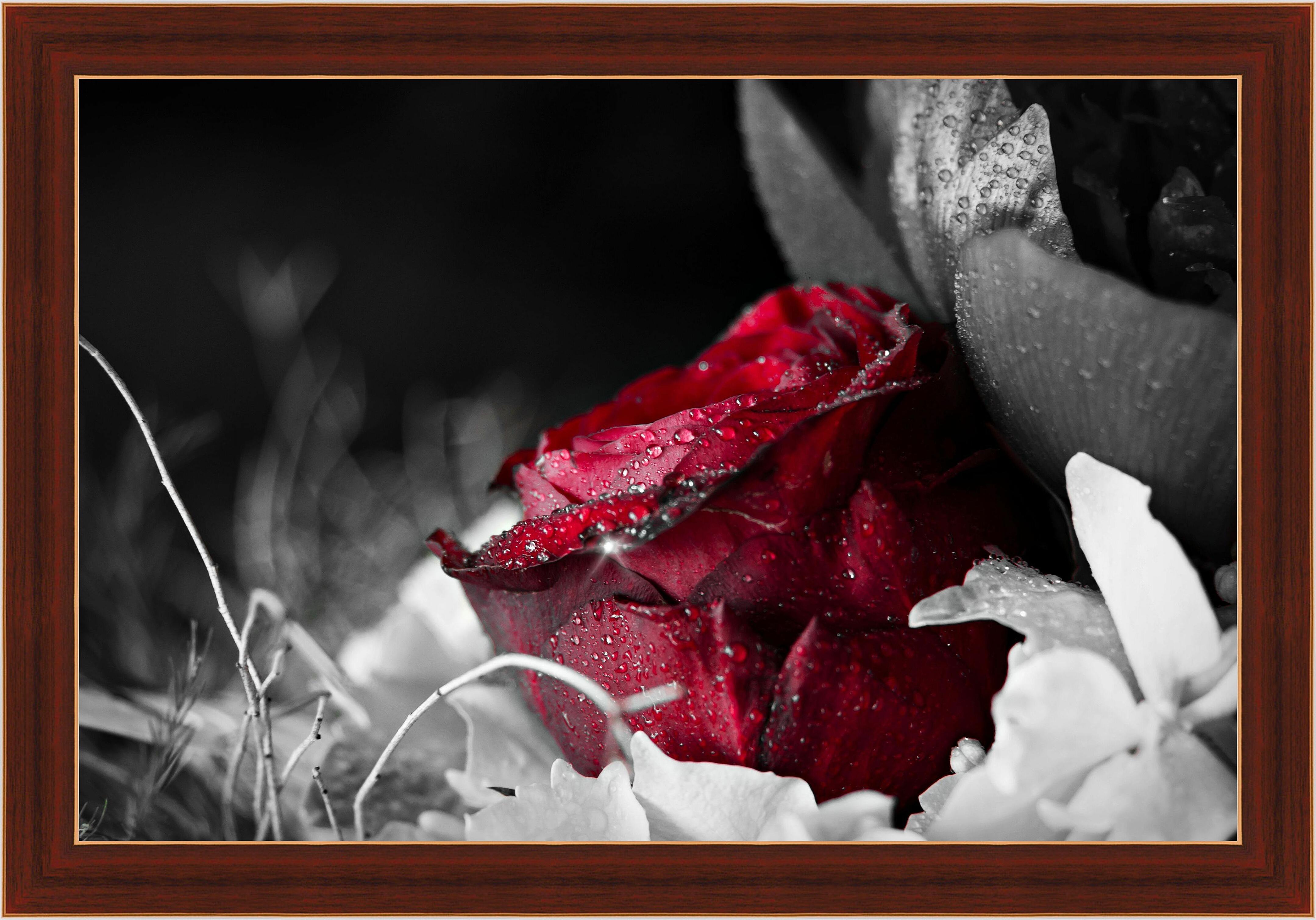 Картина - Красная роза в росе 
