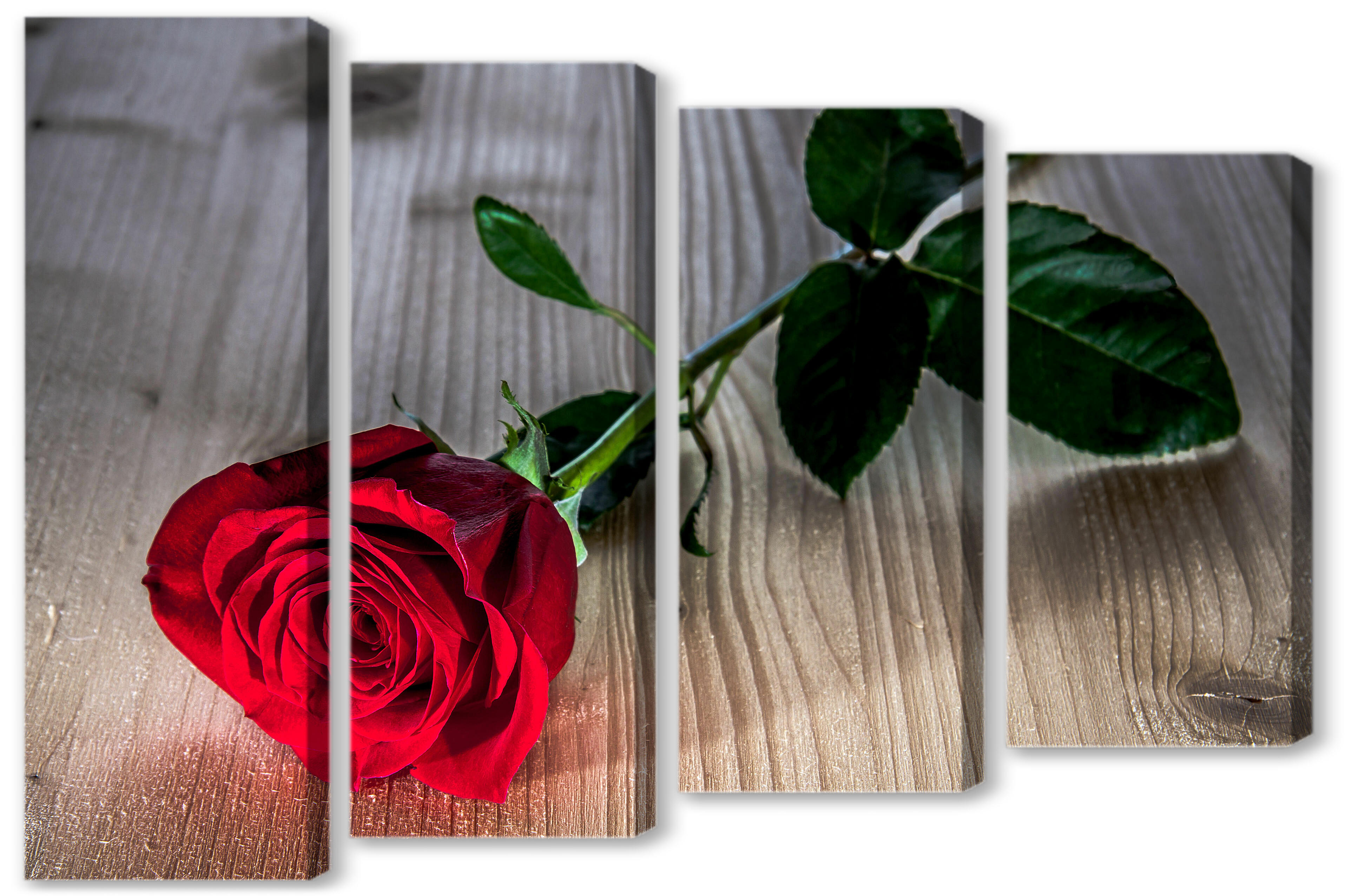 Модульная картина - Одна роза 
