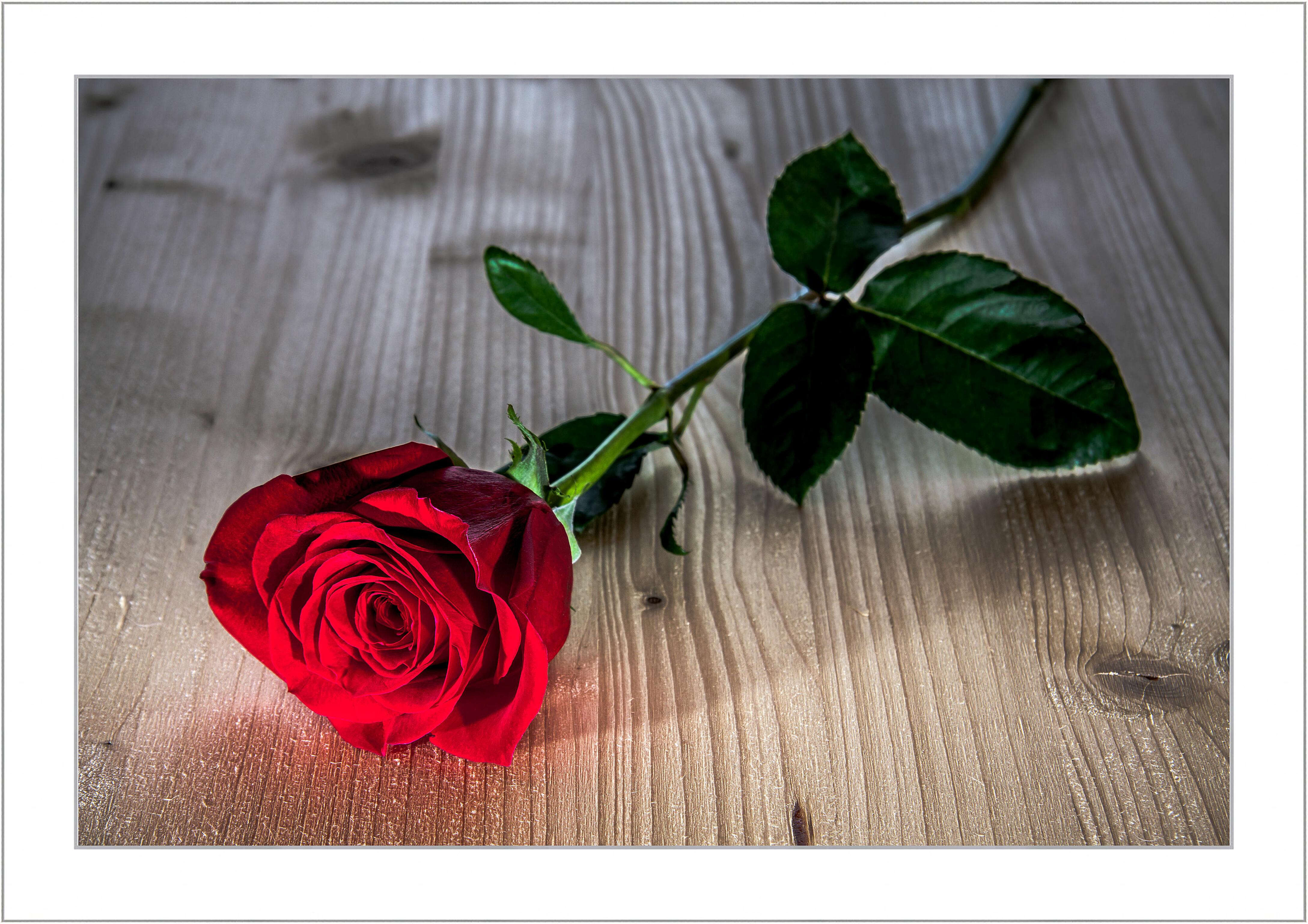 Картина - Одна роза 
