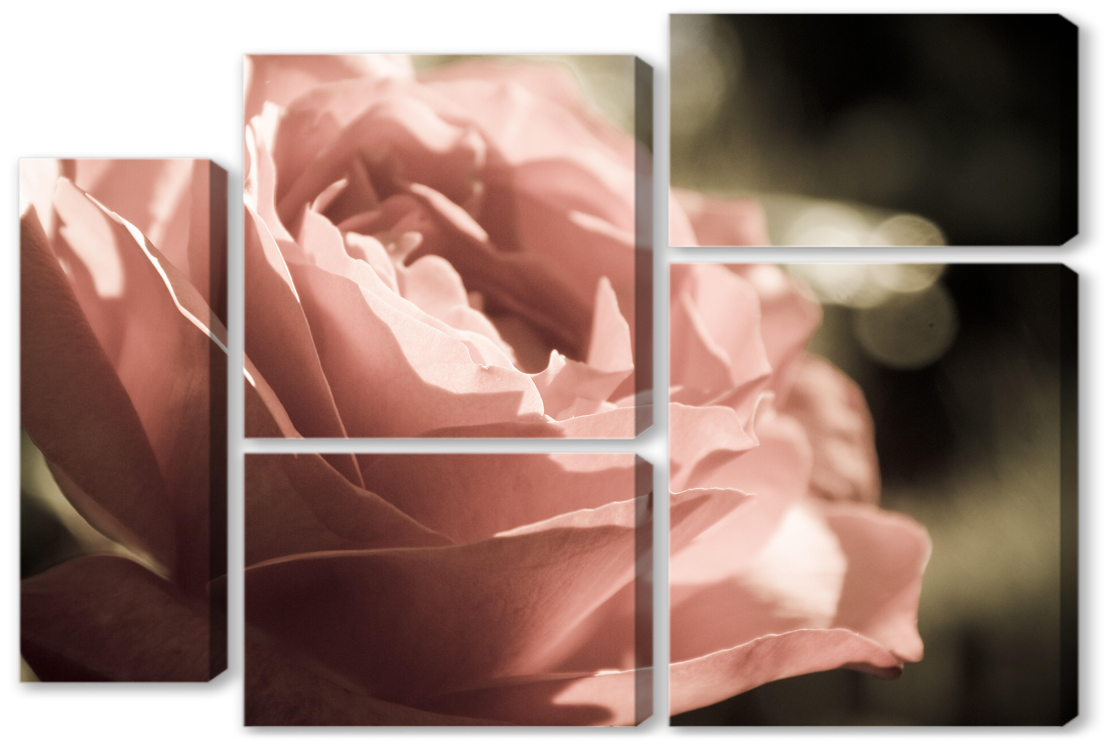 Модульная картина - Нежная роза 
