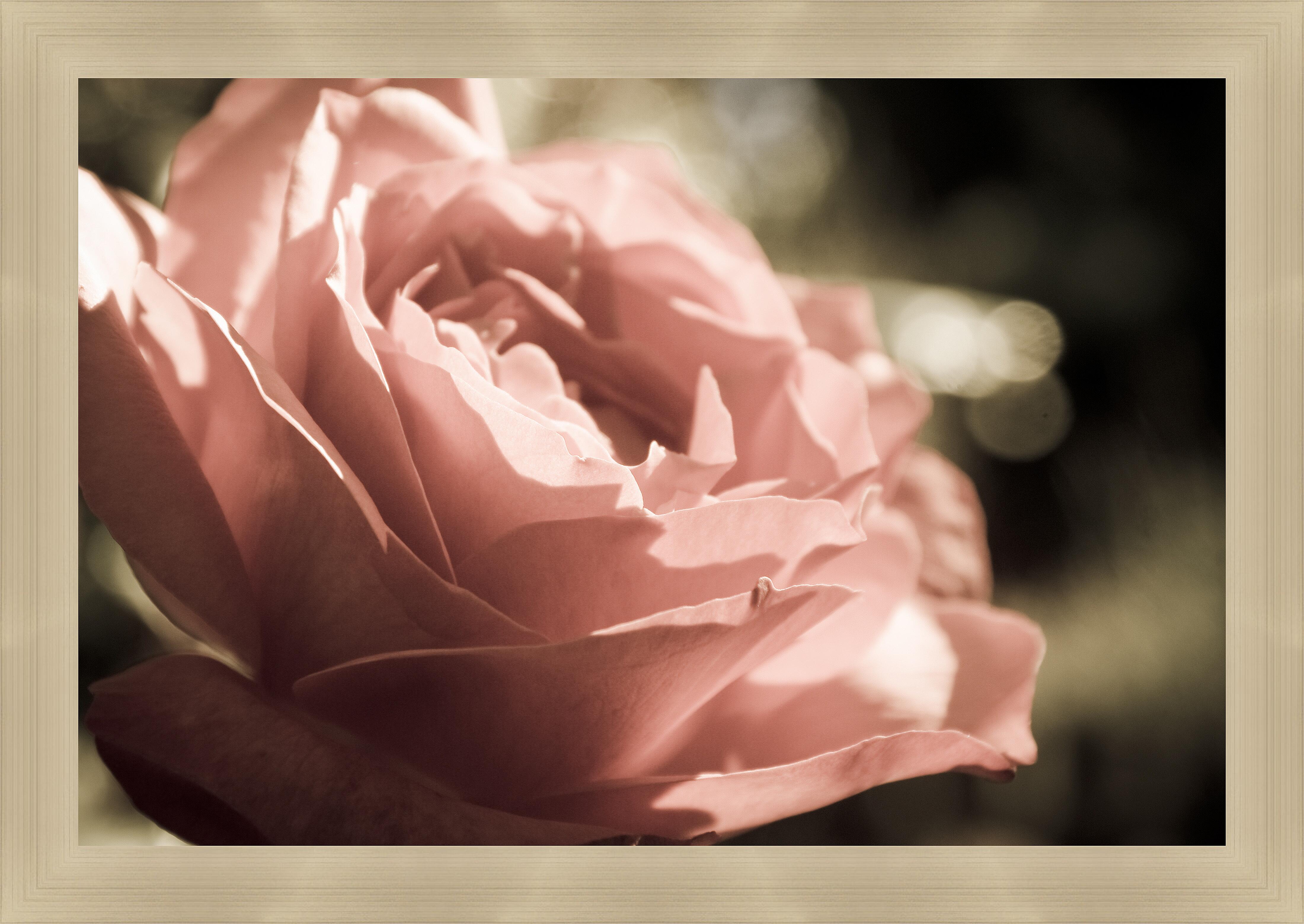 Картина - Нежная роза 
