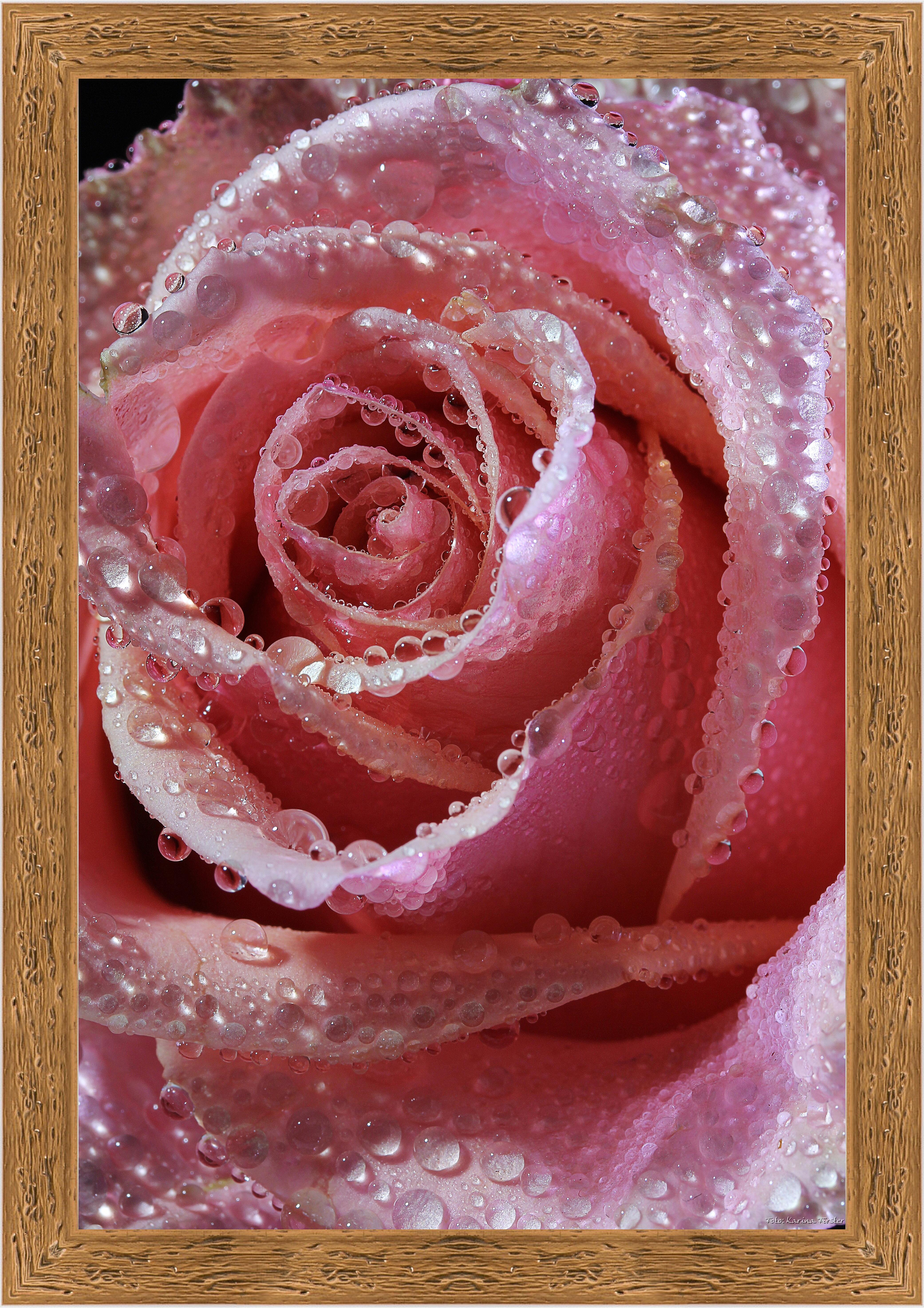 Картина - Роза в капельках воды 
