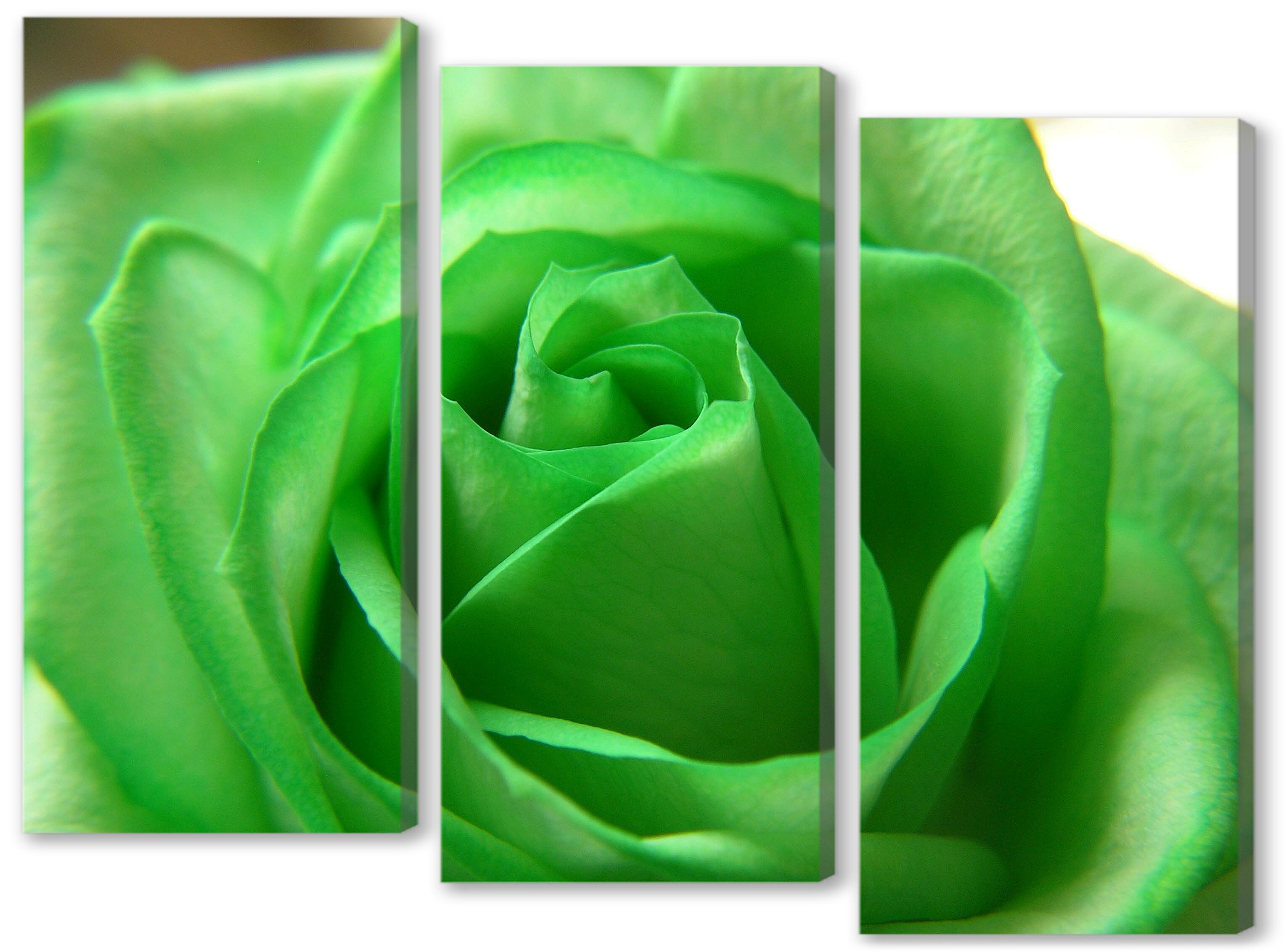 Модульная картина - Зеленая роза 
