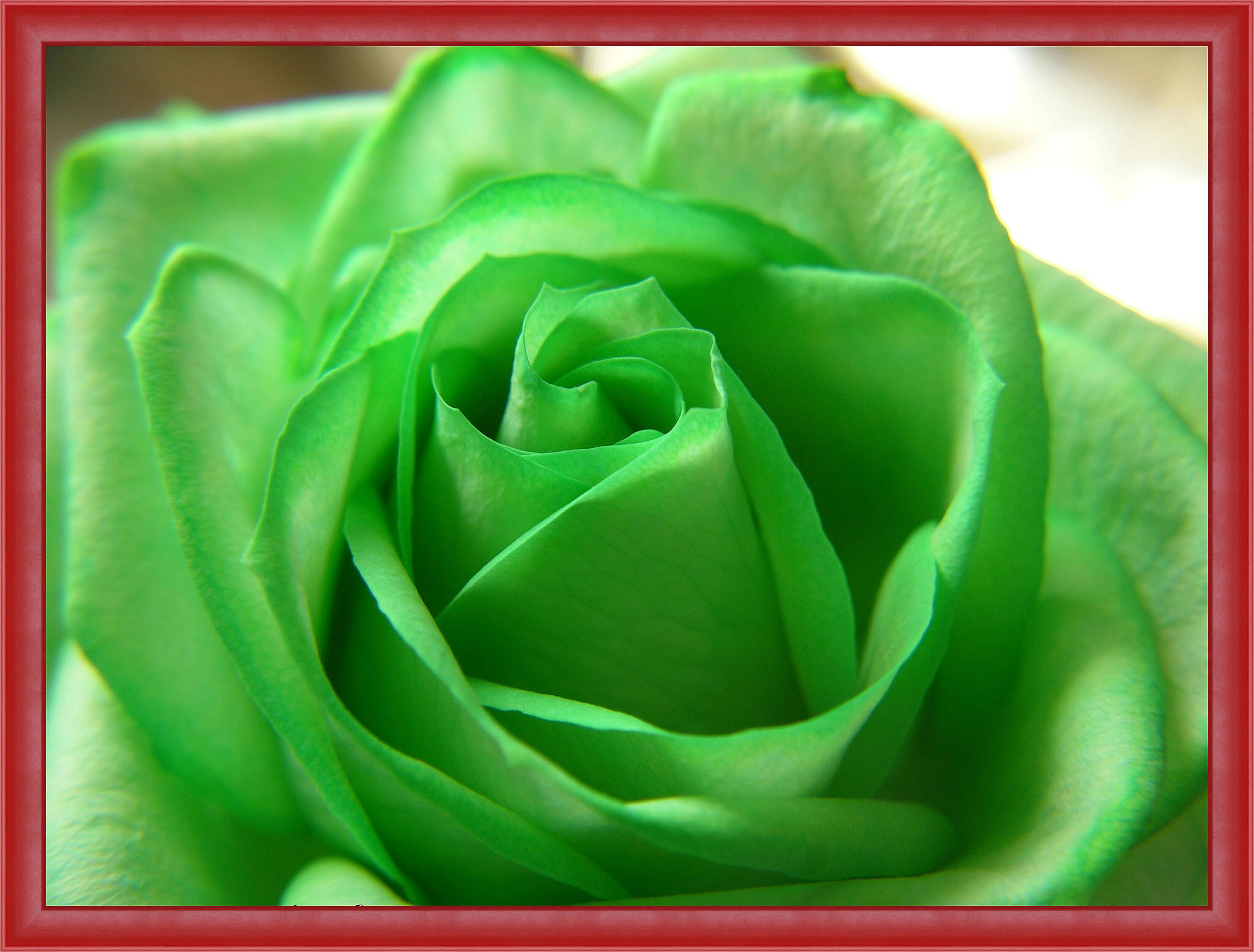 Картина - Зеленая роза 
