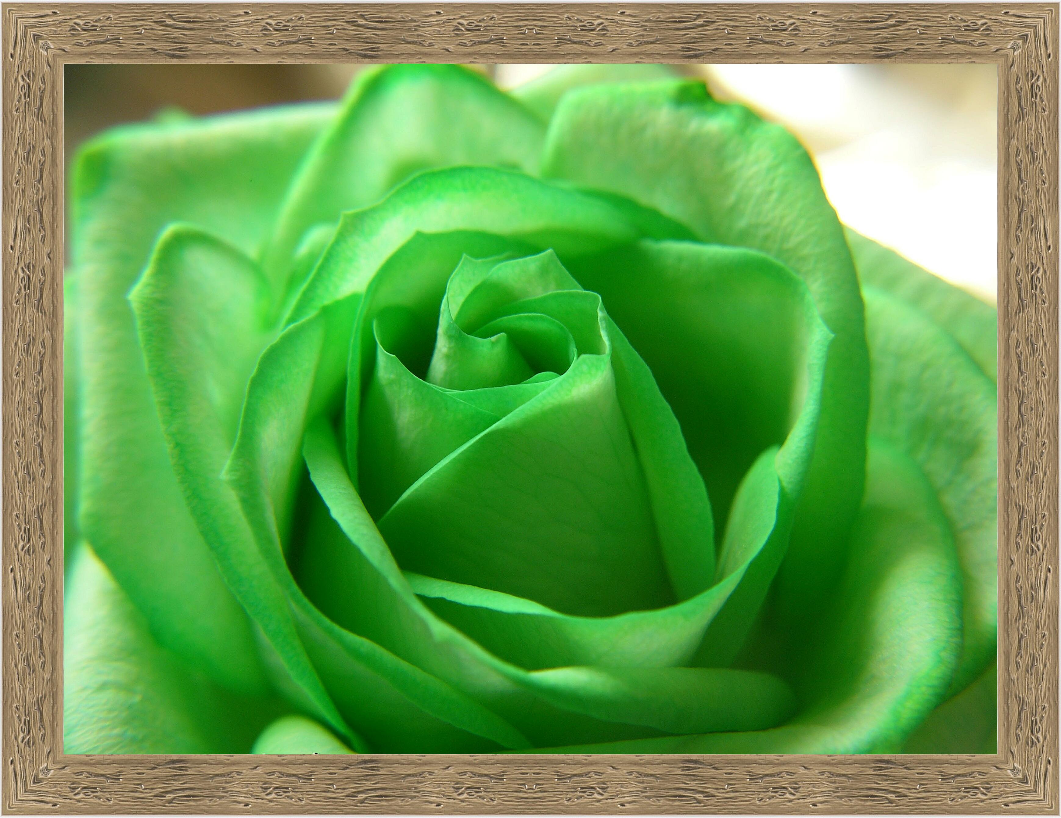 Картина - Зеленая роза 
