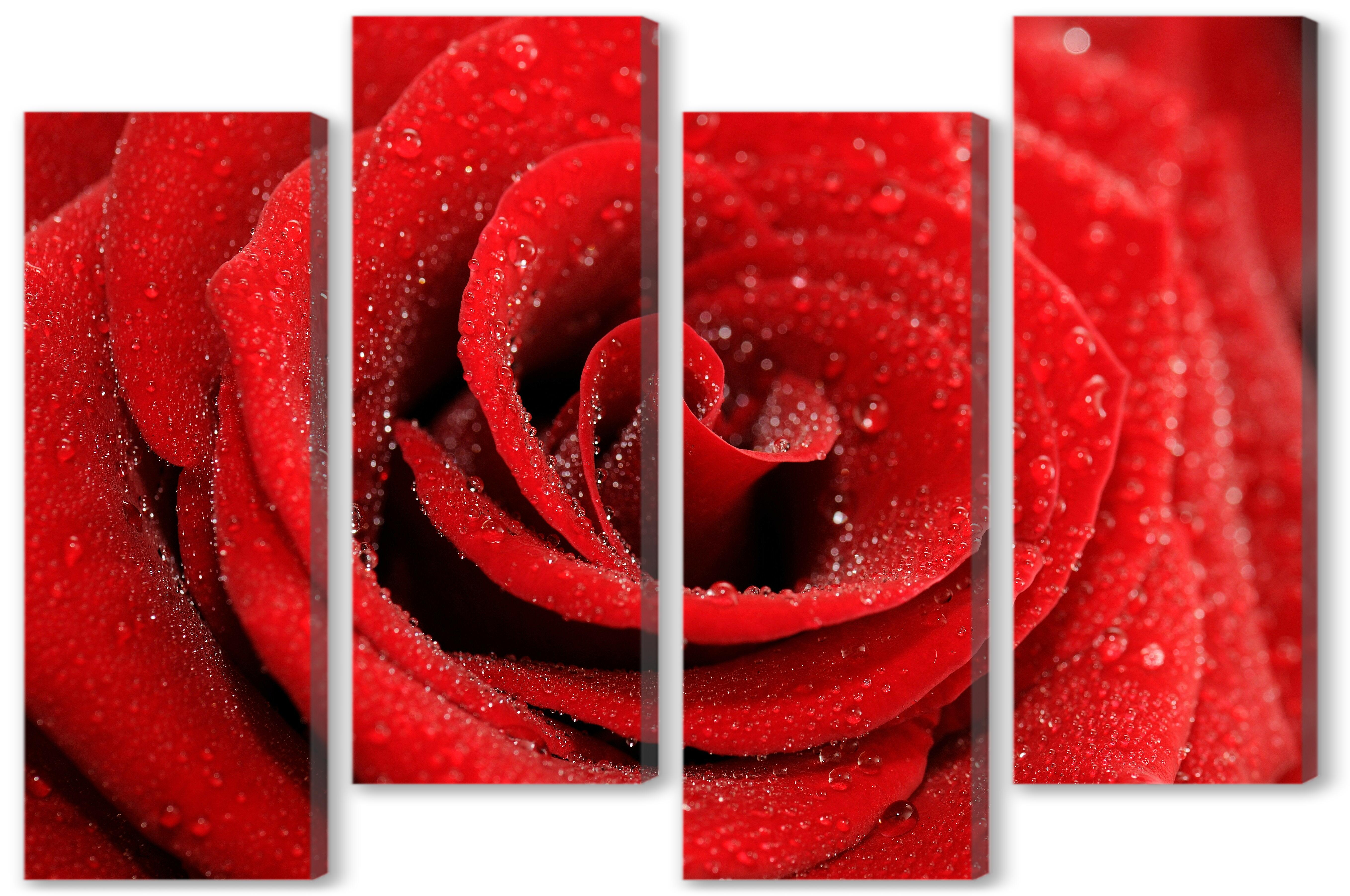 Модульная картина - Роза с каплями росы 
