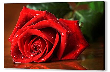 Картина маслом - Красная роза с каплями