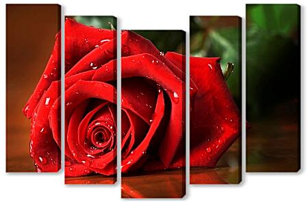 Модульная картина - Красная роза с каплями