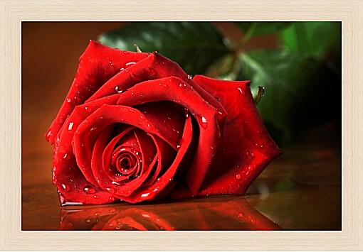 Картина - Красная роза с каплями