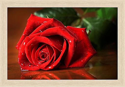 Картина - Красная роза с каплями