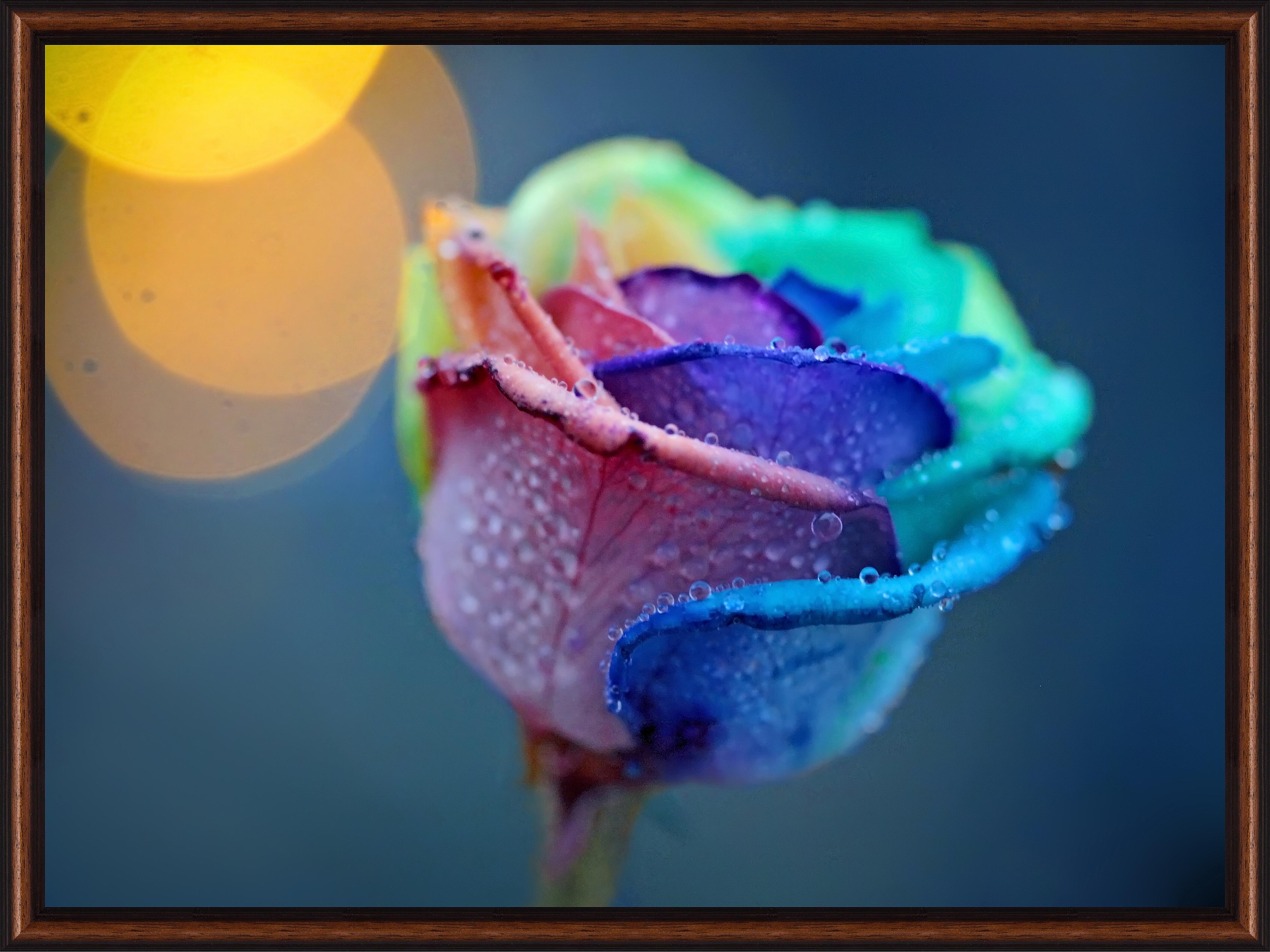 Картина - Цветная роза 
