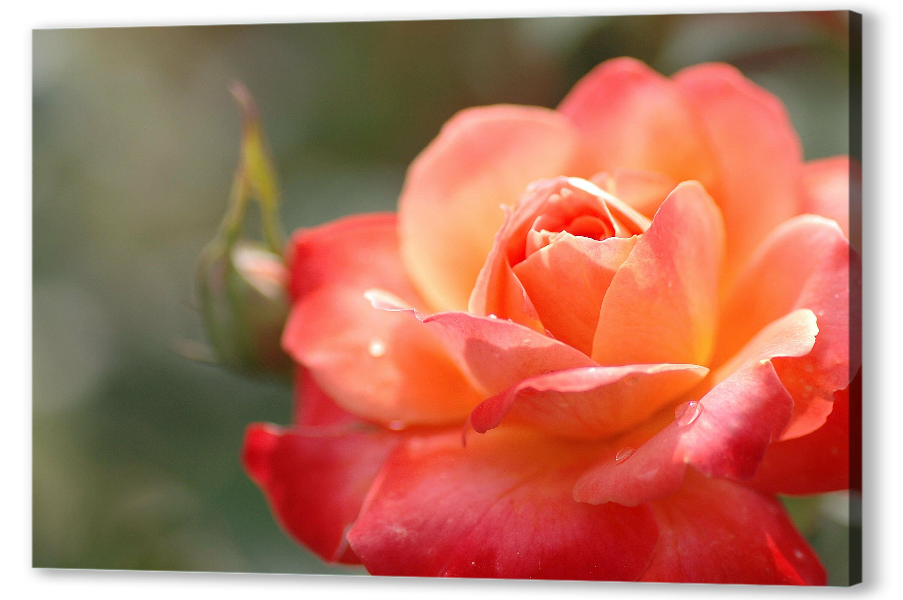 Красно-оранжевая роза 
