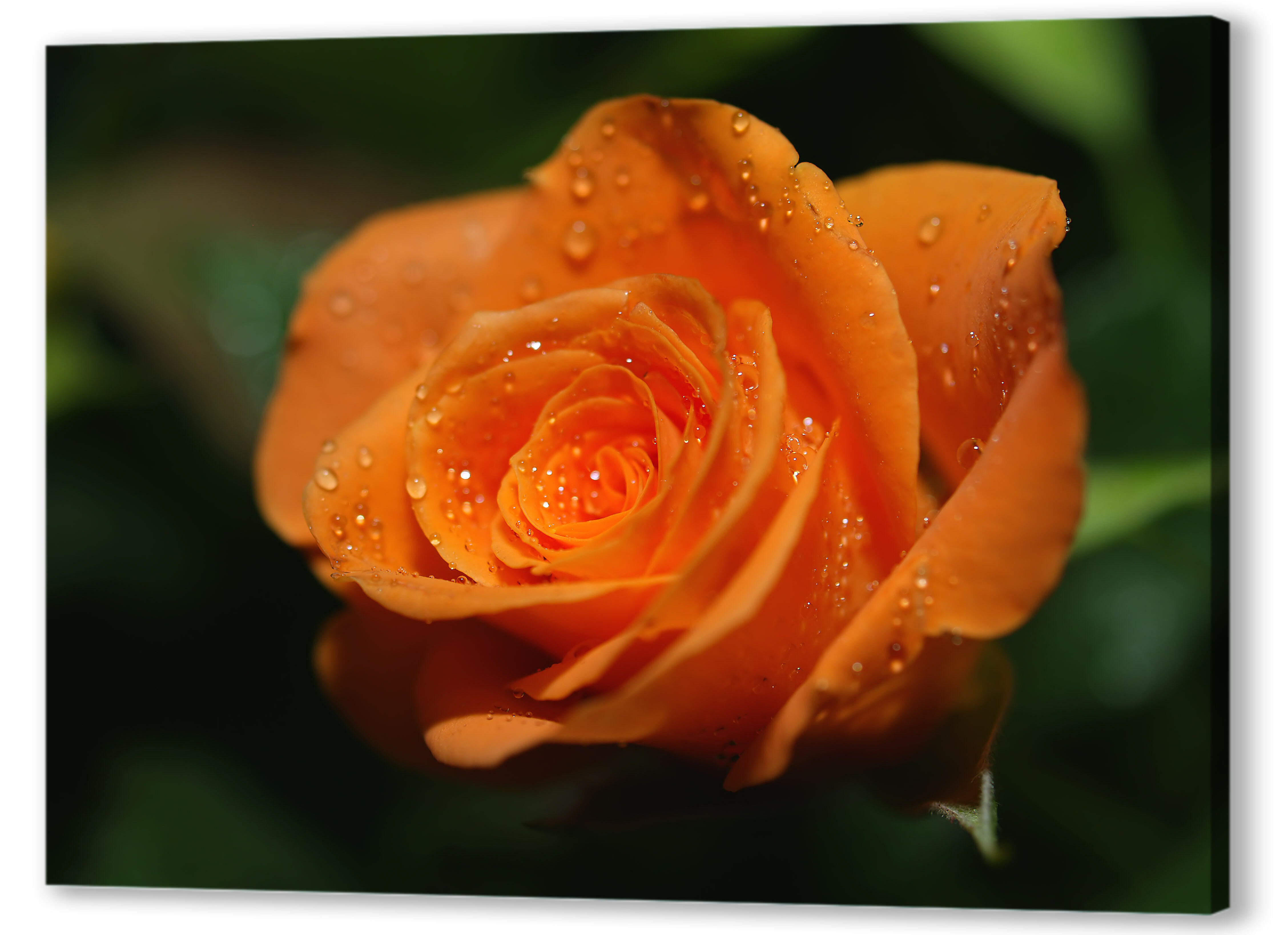 Постер (плакат) - Оранжевая роза 

